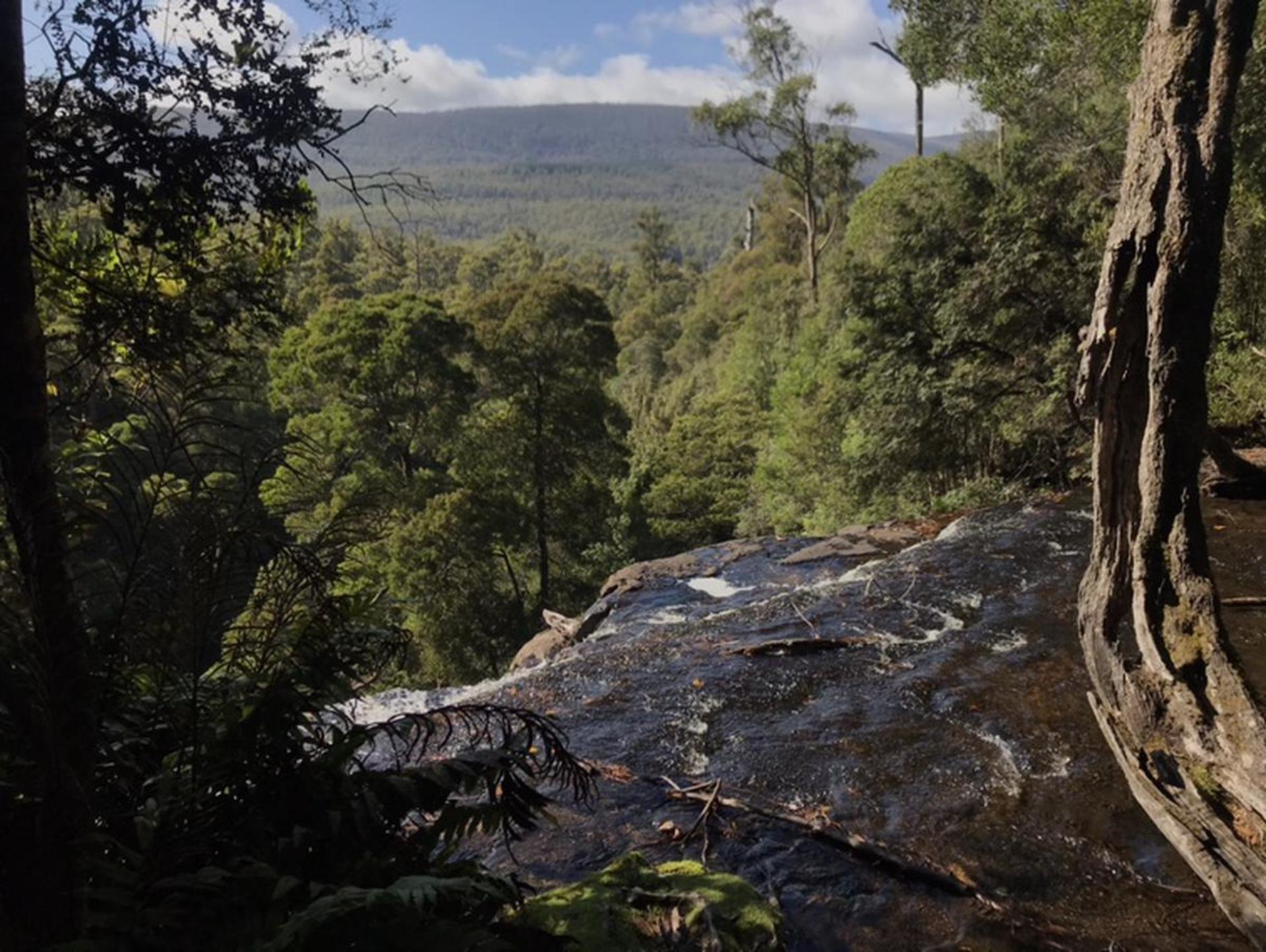Mount Field, Bonorong Wildlife Sanctuary and Richmond Tour - Thumbnail 11
