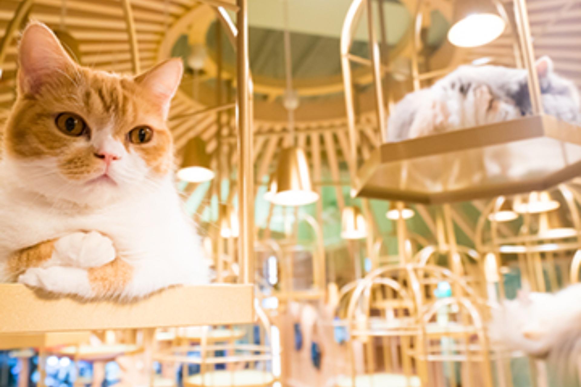 Cat Cafe MOCHA in Akihabara - Thumbnail 3