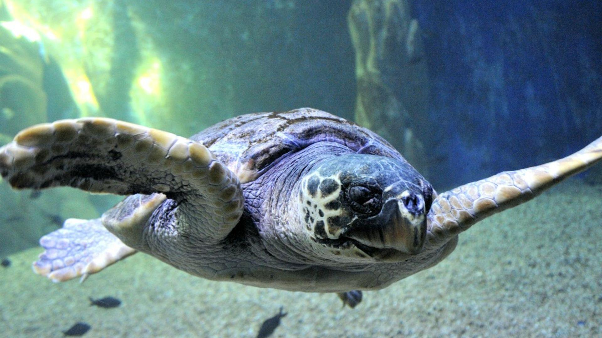 Cala Gonone Aquarium ticket in Sardinia - Image 1
