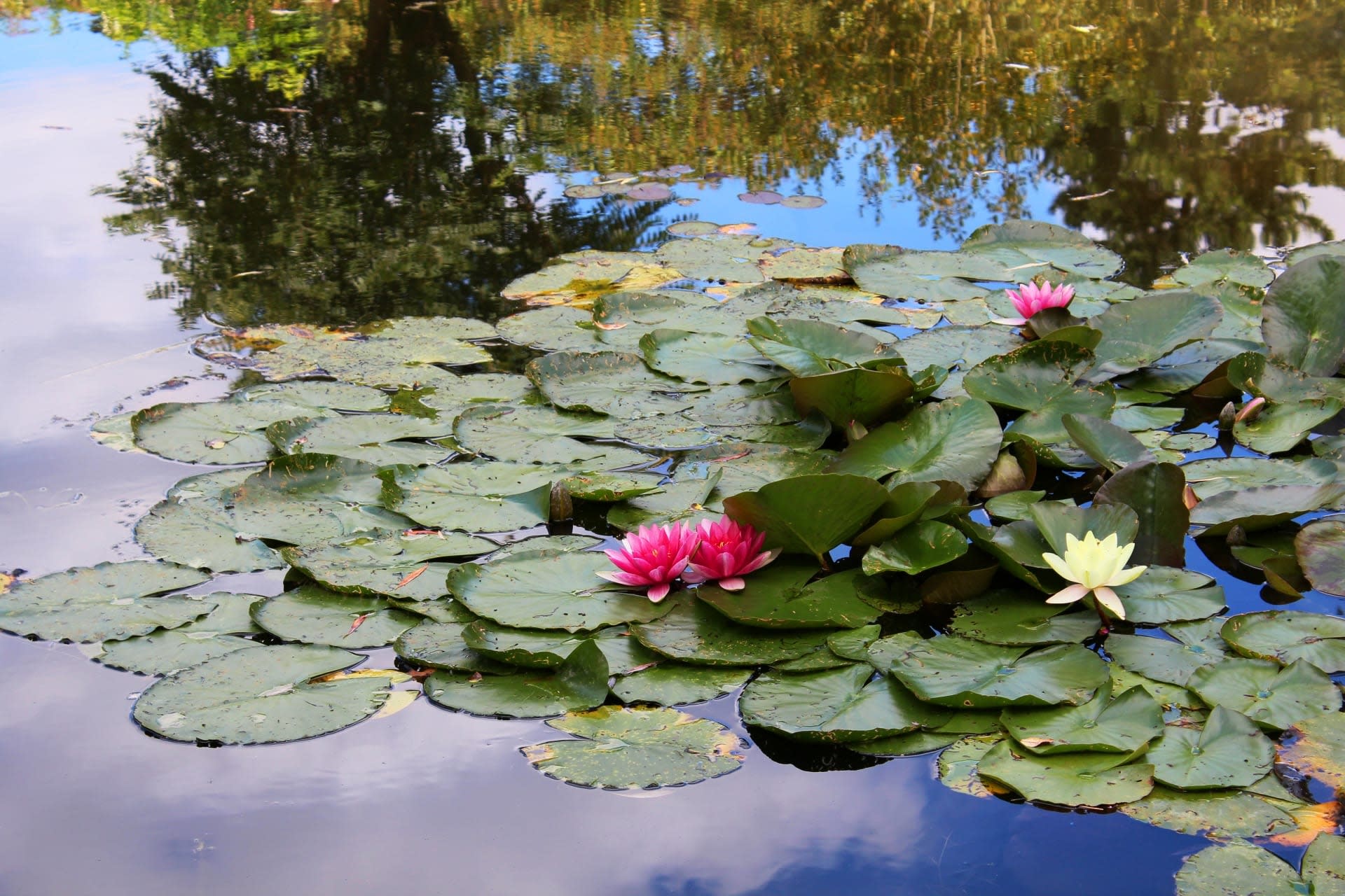 Monet's House and Gardens Half Day Tour from Paris - Thumbnail 5