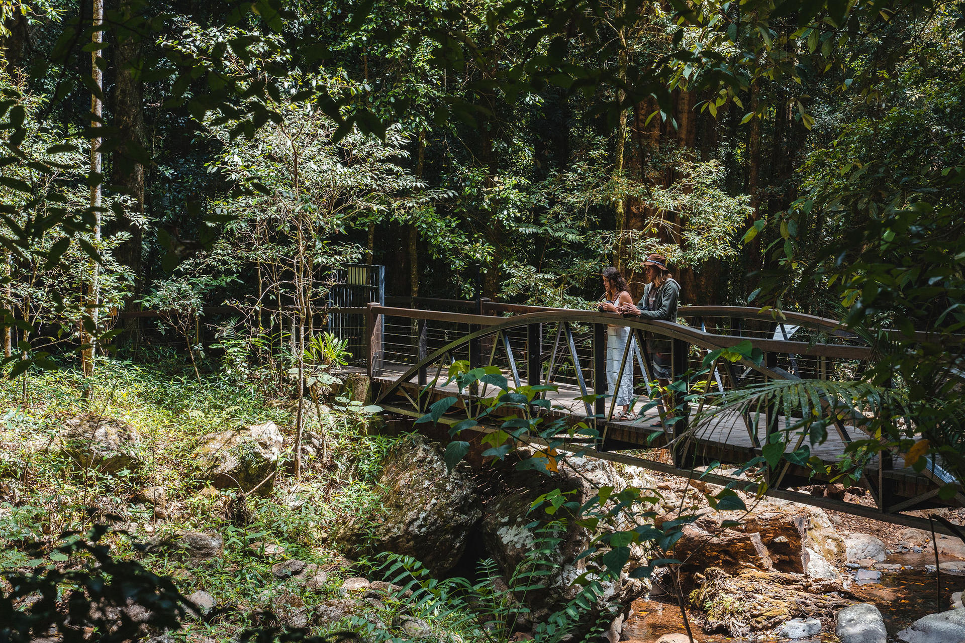 Springbrook & Tamborine Rainforest Tour - Thumbnail 3