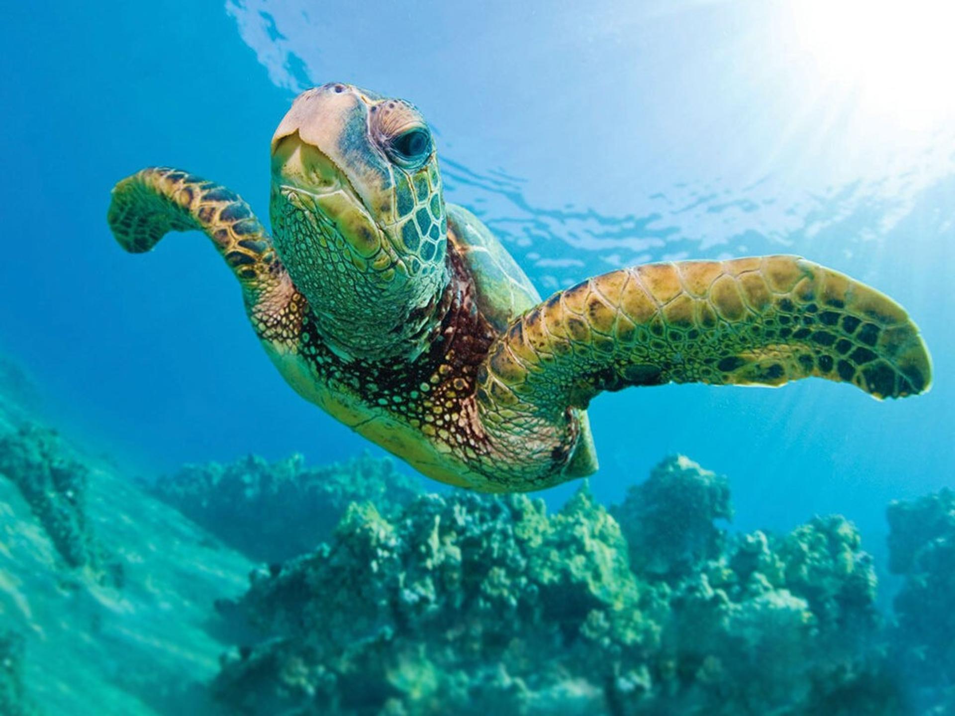 Waikiki Turtle Snorkel Sail Experience with Optional Lunch - Image 1