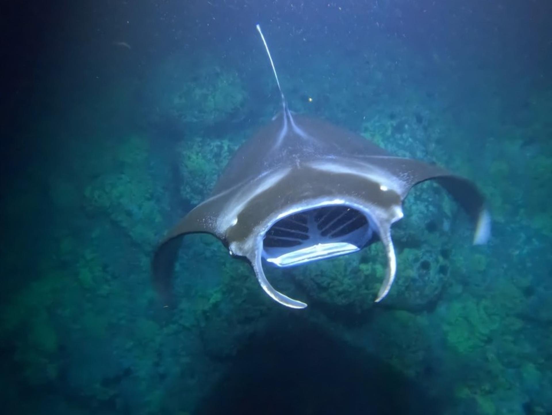 Manta Ray Night Snorkeling in Big Island - Thumbnail 5