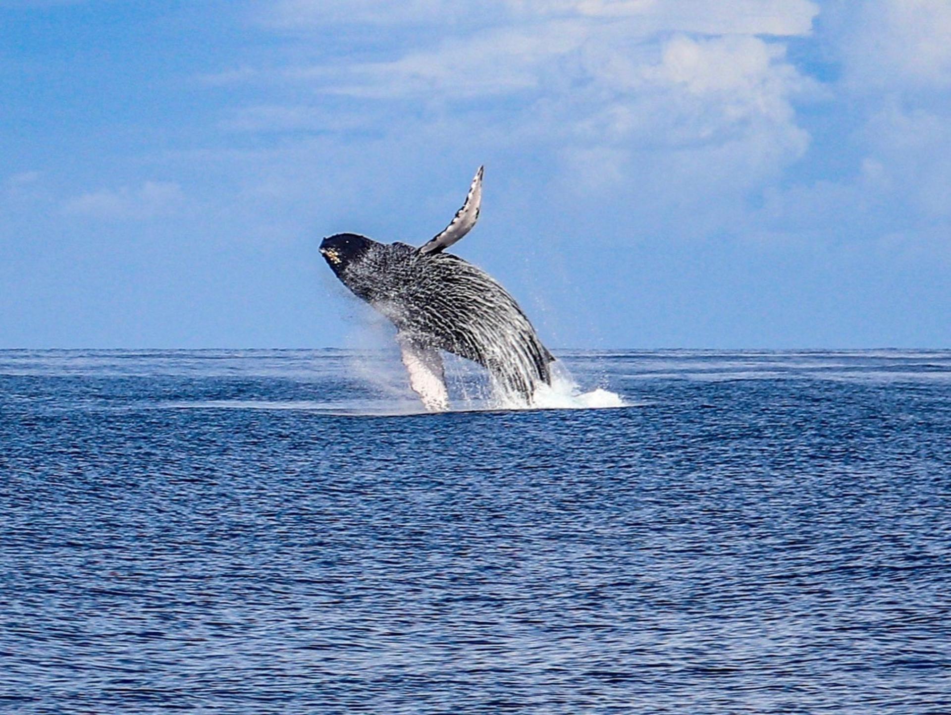 West Oahu Dolphin Watch and Snorkel Sail - Thumbnail 6