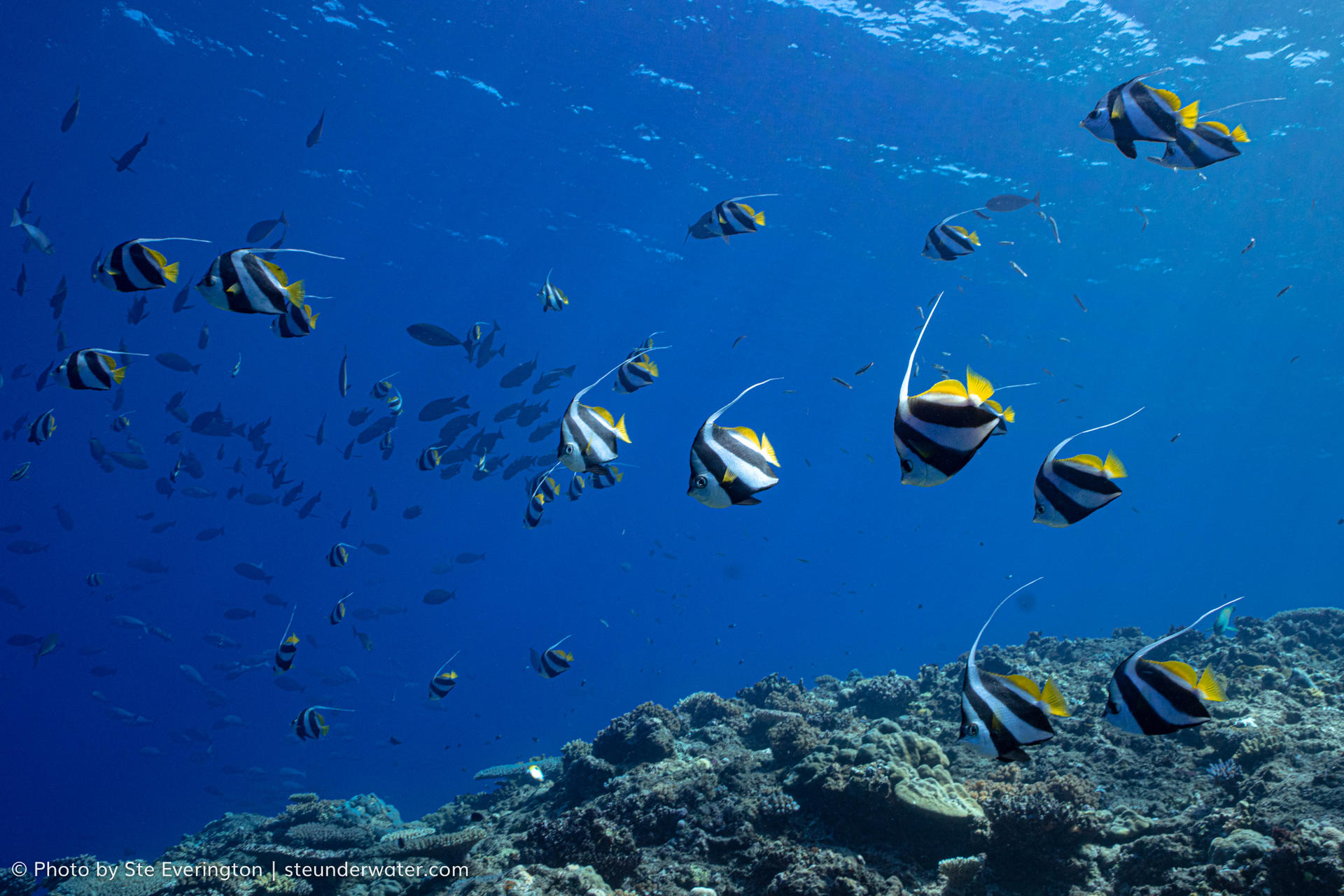 Fiji Shark Dive Extravaganza: Explore 'The Supermarket' Vibrant Reef - Thumbnail 7