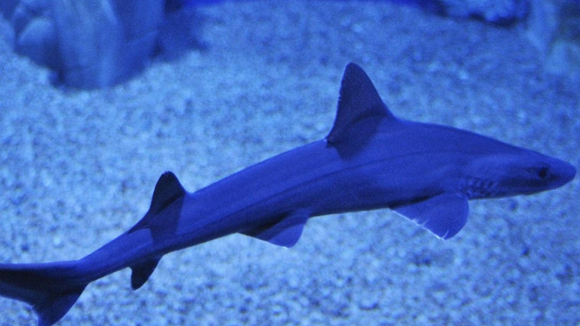 Cala Gonone Aquarium ticket in Sardinia - Thumbnail 6