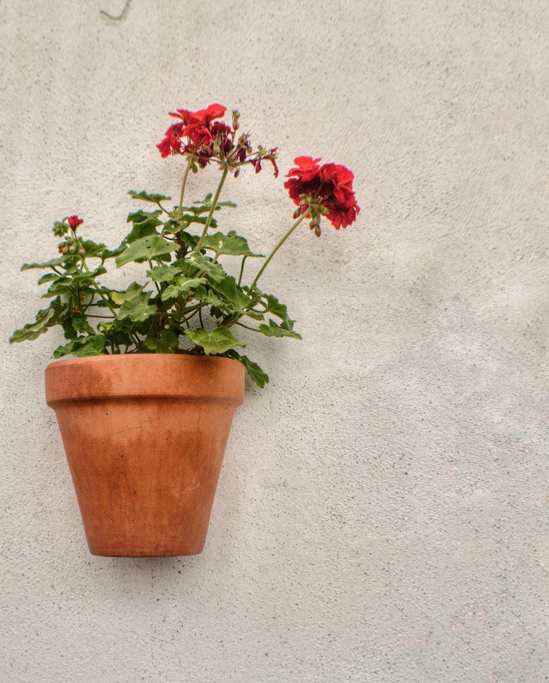 Cordoba San Basilio 2-Hour Private Patios Tour - Thumbnail 8