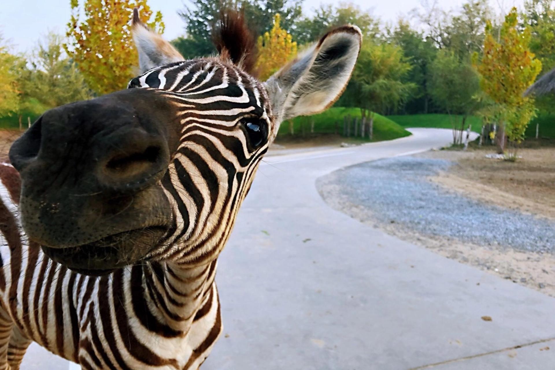 Beijing Wildlife Park Ticket - Thumbnail 9