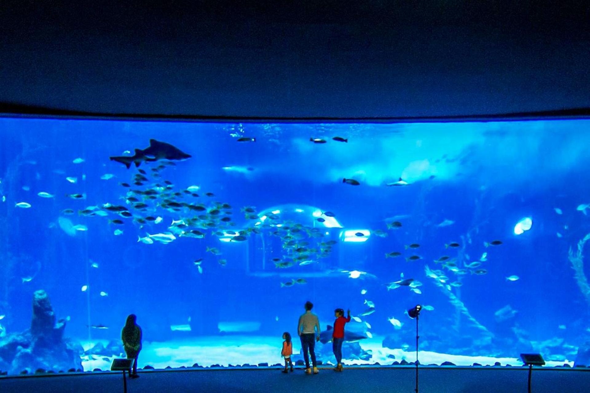 Poema del Mar Aquarium Ticket in Spain - Image 1