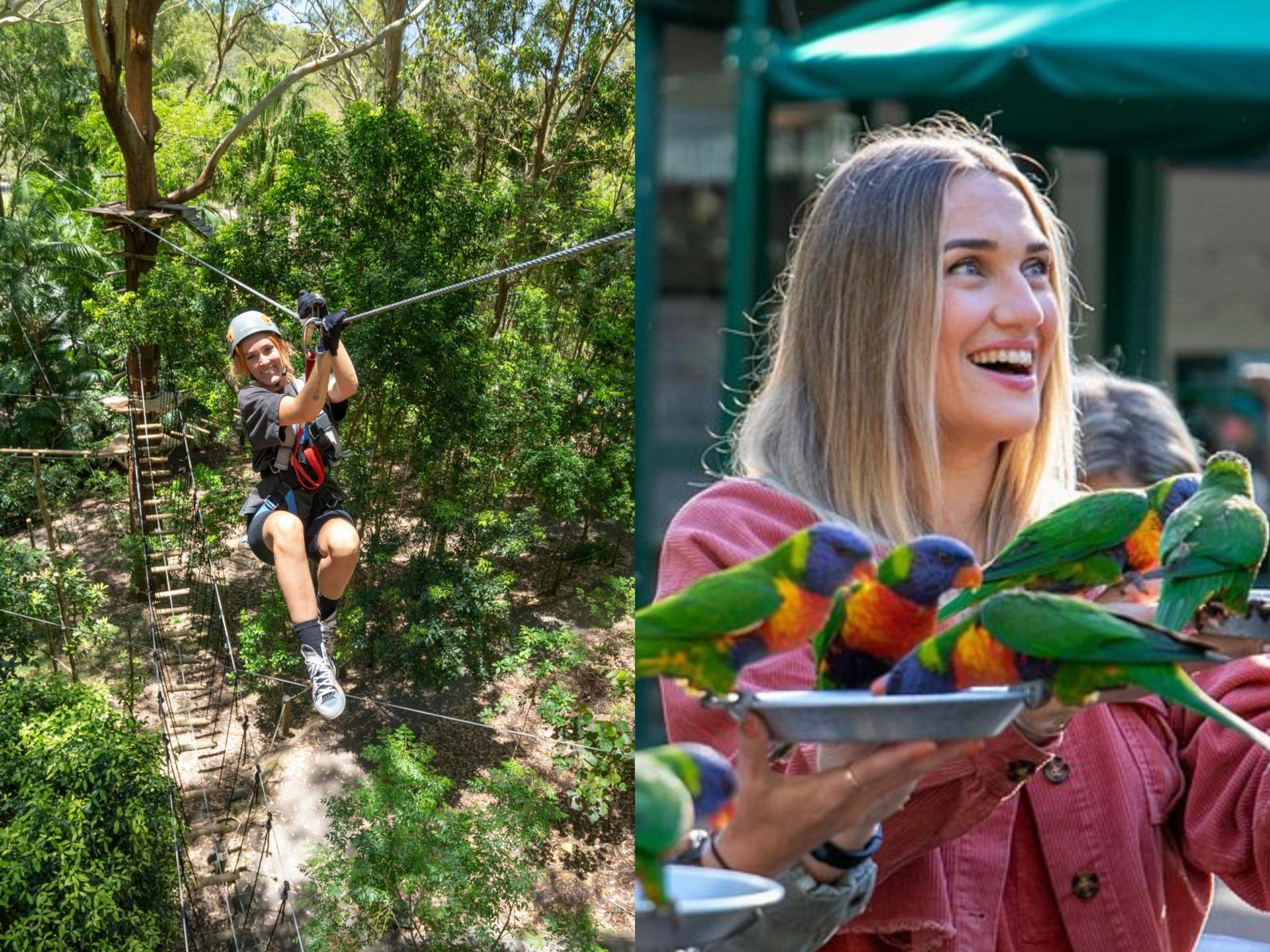 Experience Pass Currumbin Wildlife Sanctuary and Zipline - Thumbnail 7