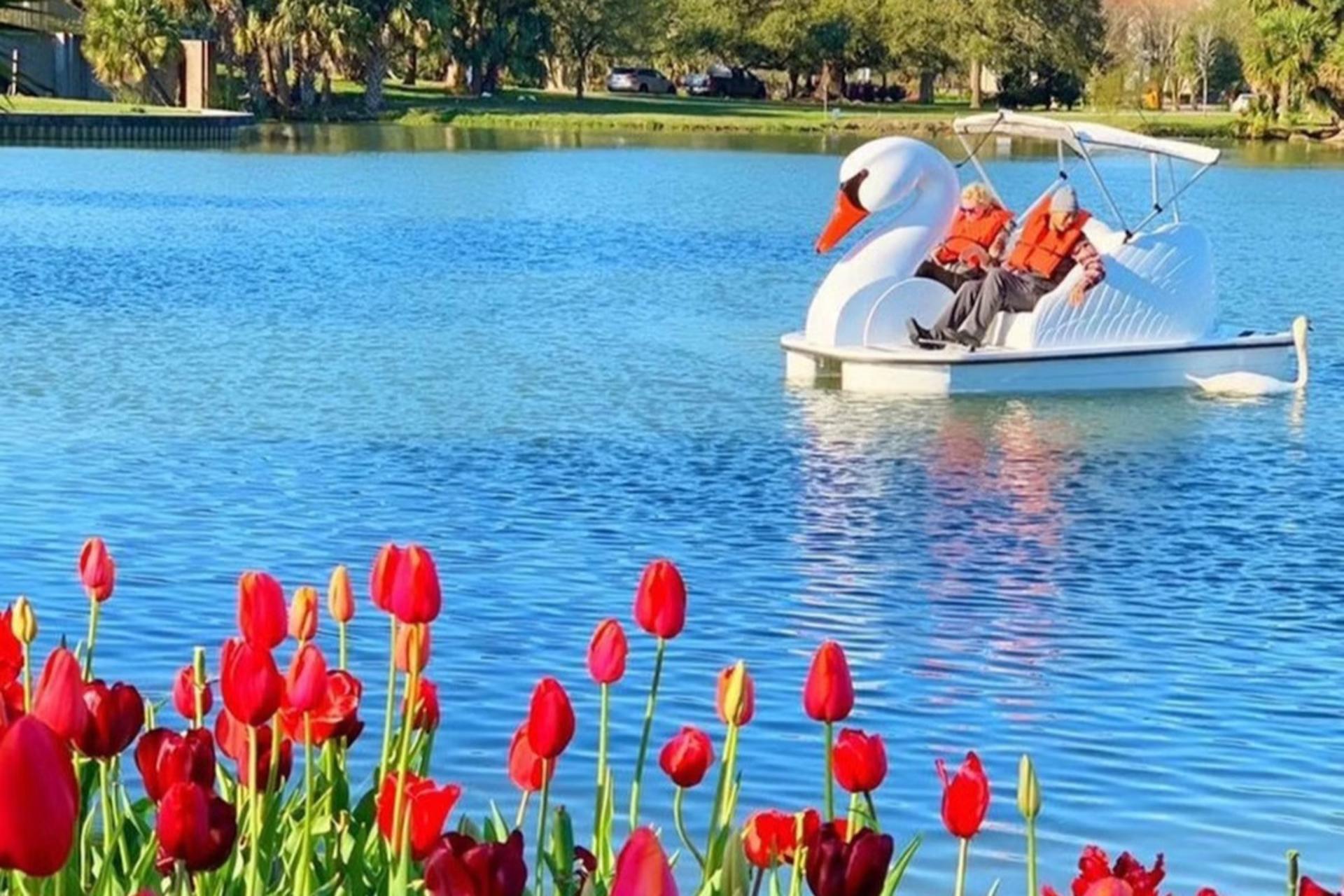 Swan Boats Rental in Echo Park Lake Los Angeles - Image 1