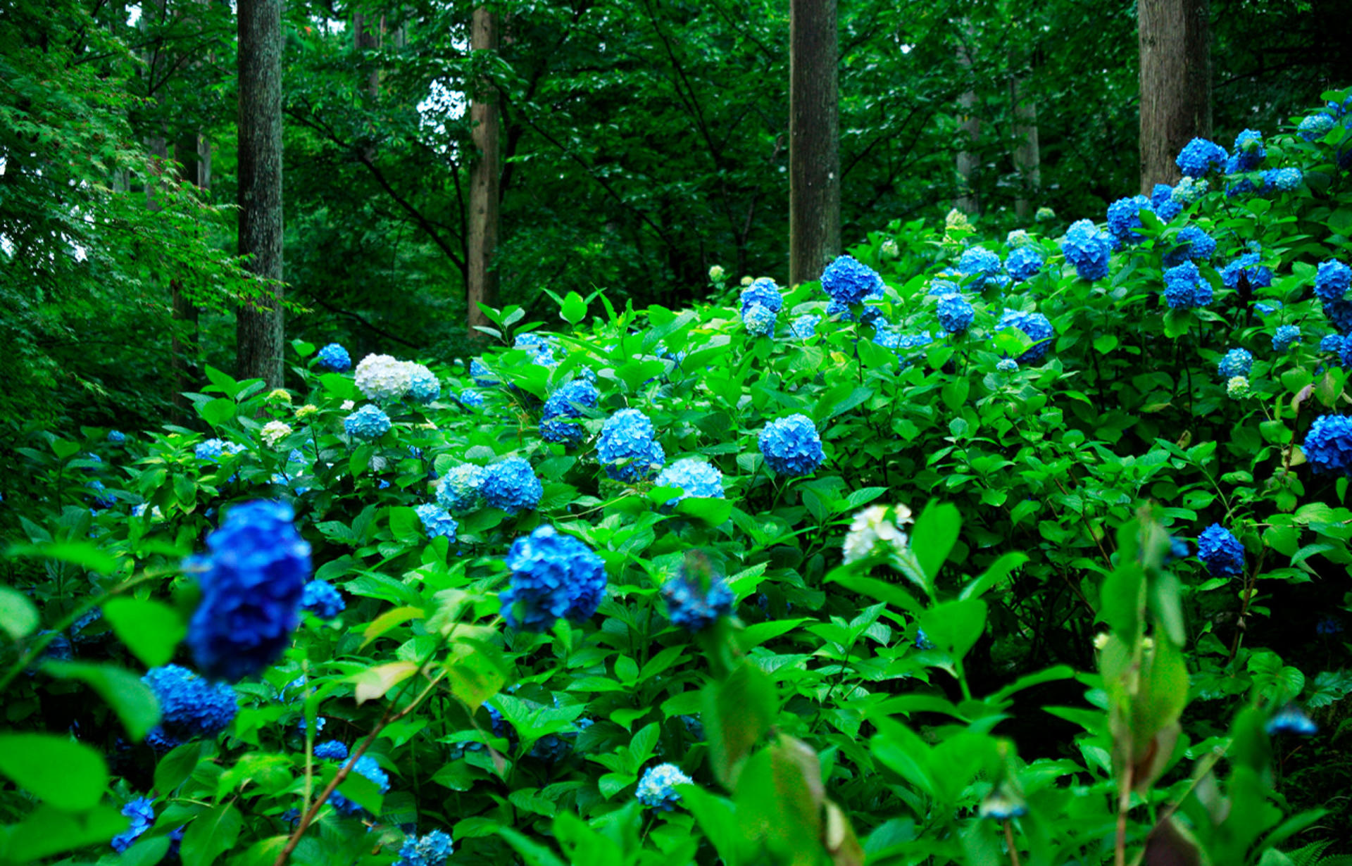 Kyoto Sanzen-in, Kifune Shrine, and Arashiyama Small Group Day Tour (Driver-Guide Service) - Thumbnail 6
