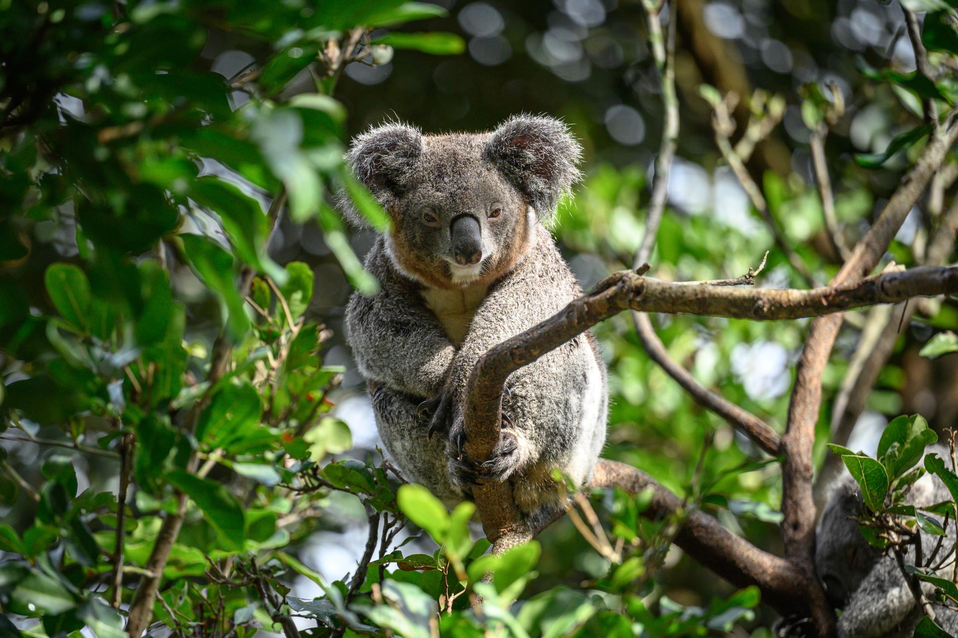 Featherdale Sydney Wildlife Park Ticket - Image 1