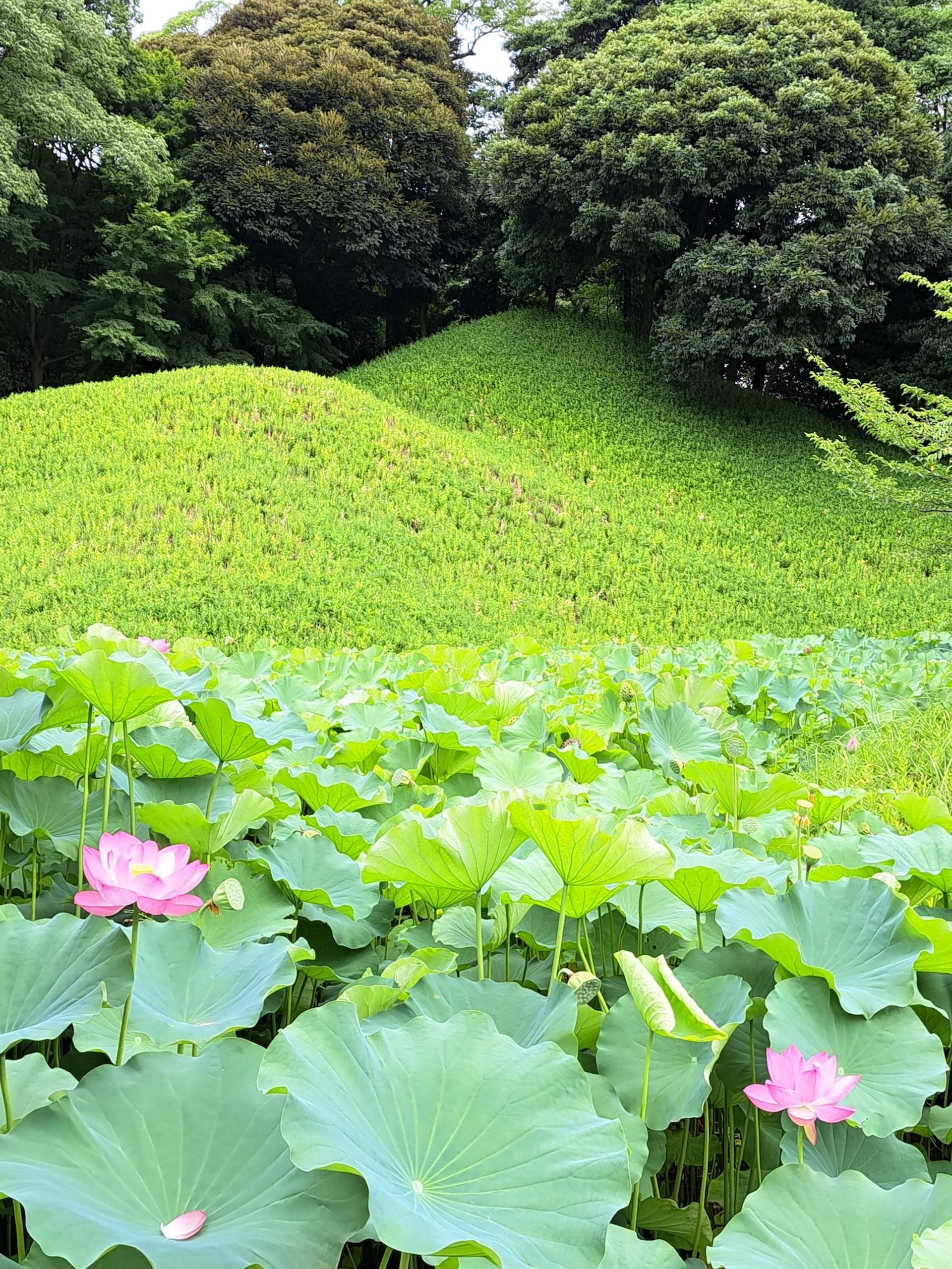 From Asakusa: Old Tokyo, Temples, Gardens and Pop Culture - Thumbnail 9