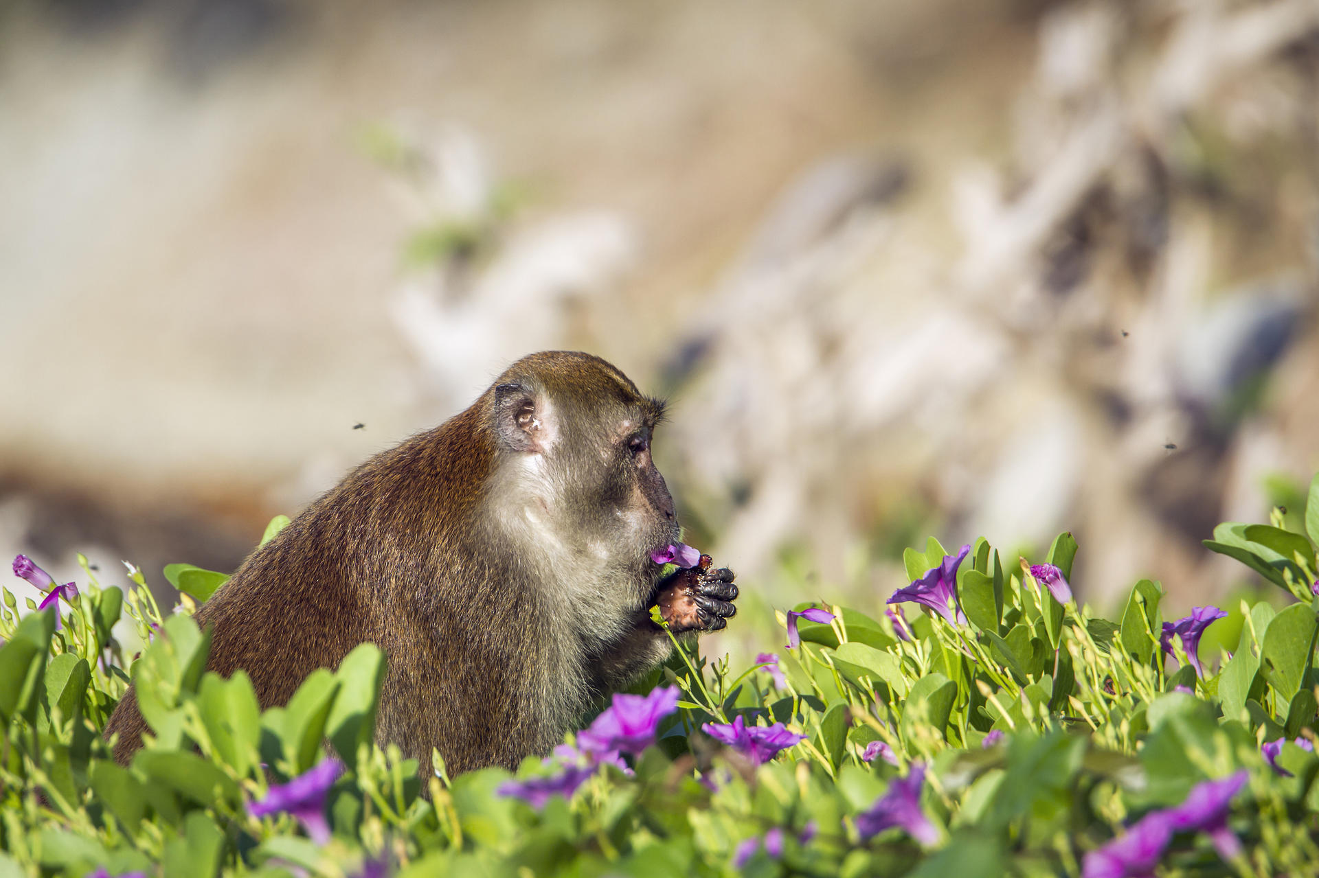 Badaling Wildlife World - Thumbnail 2