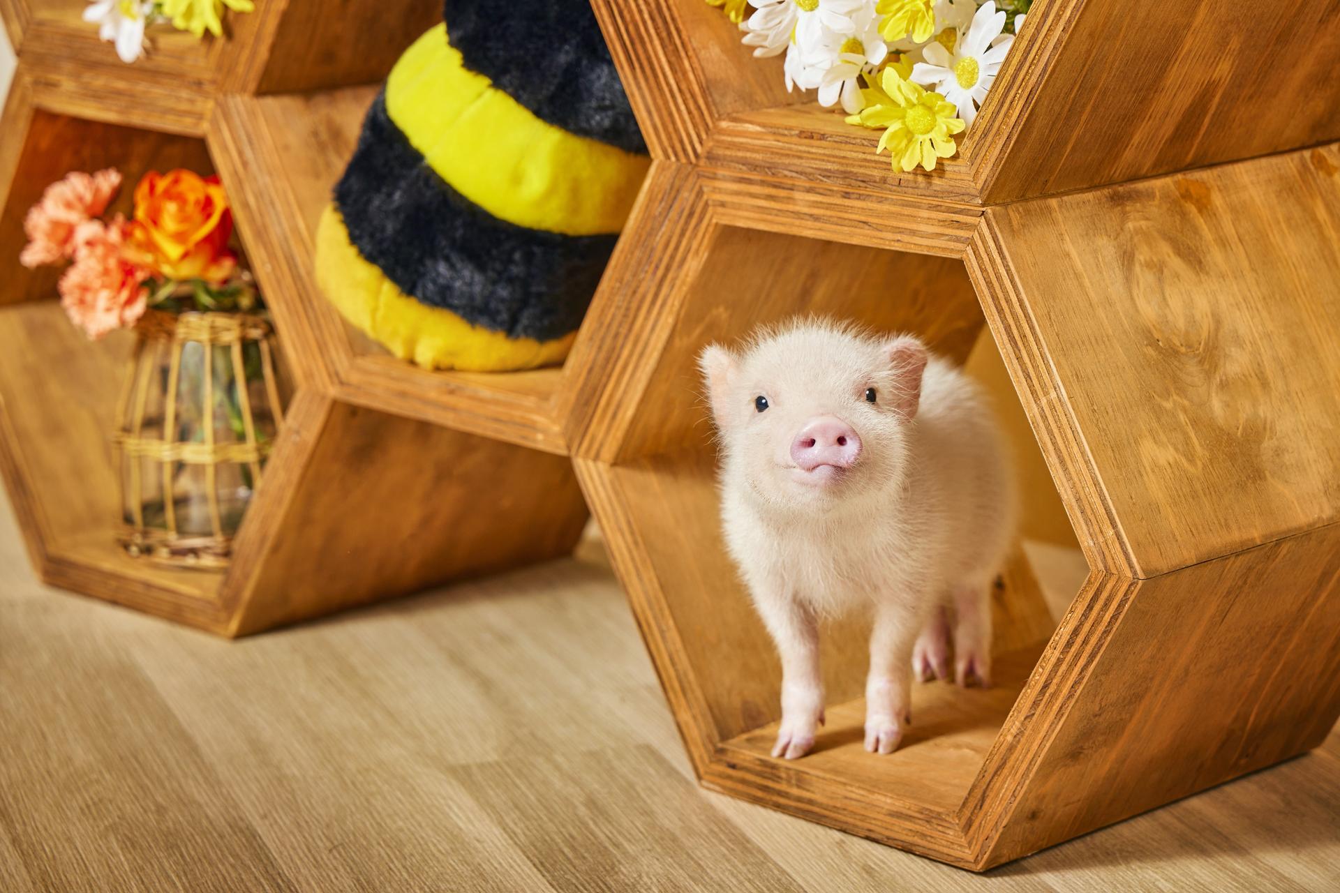 Micro Pig Cafe Experience in Ikebukuro Tokyo - Thumbnail 6