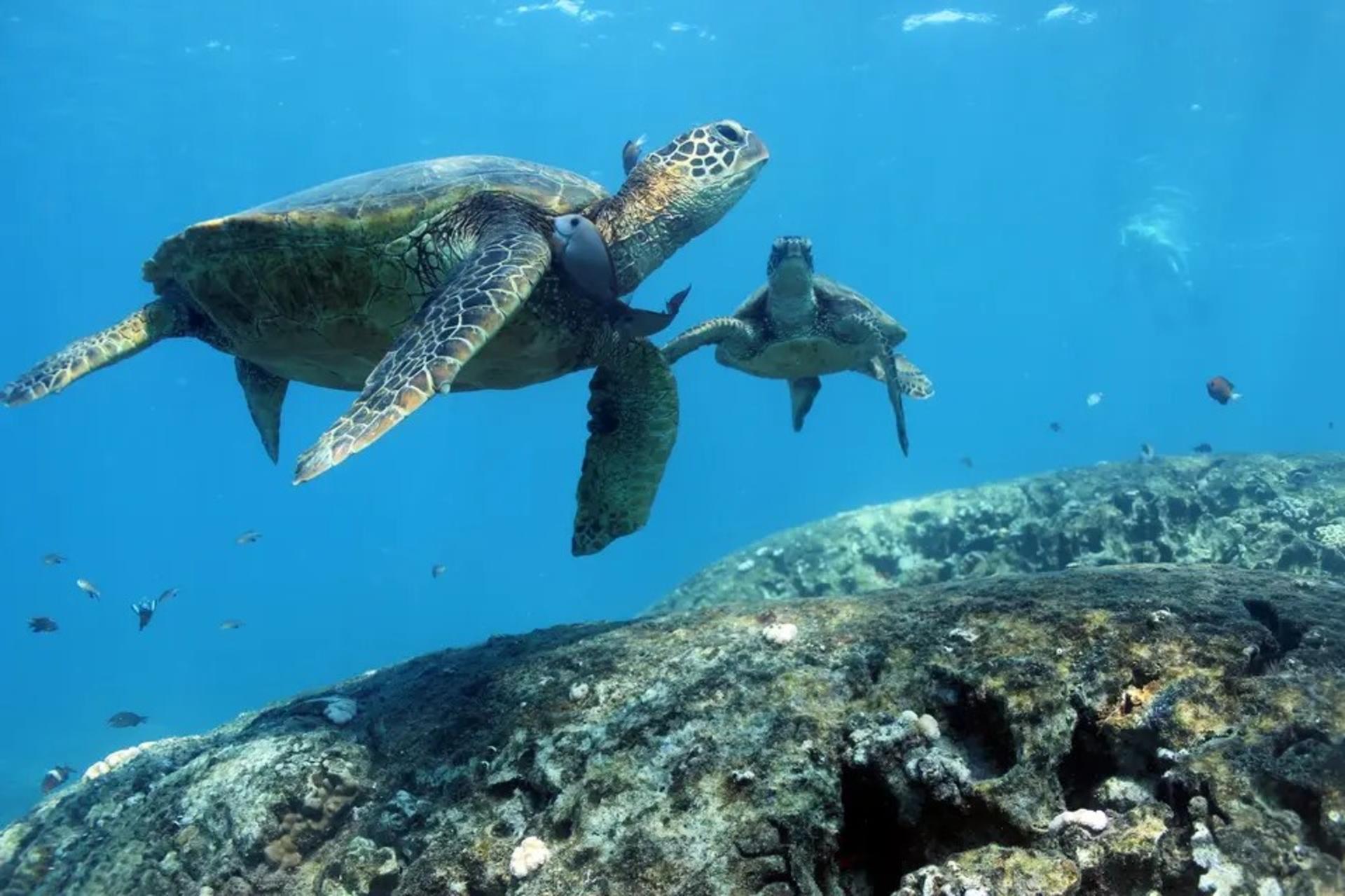 Turtle Canyon Snorkeling Adventure in Honolulu - Thumbnail 5