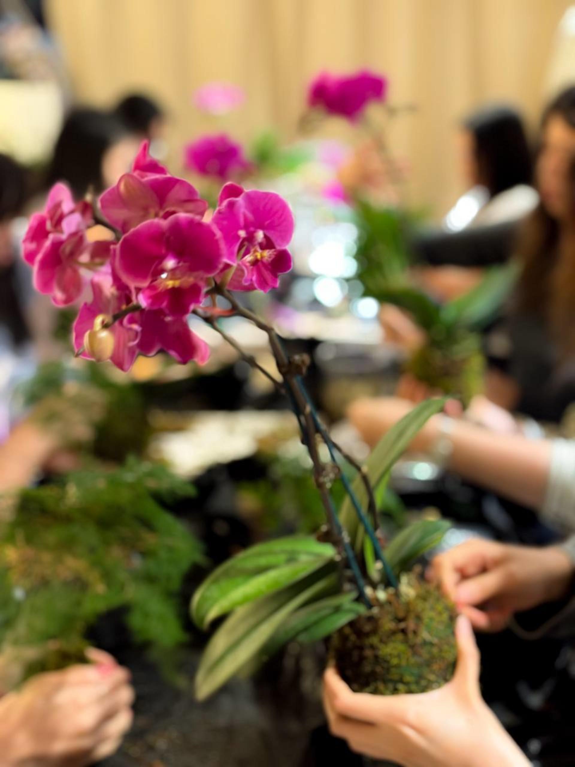 Kokedama Workshop - Thumbnail 22