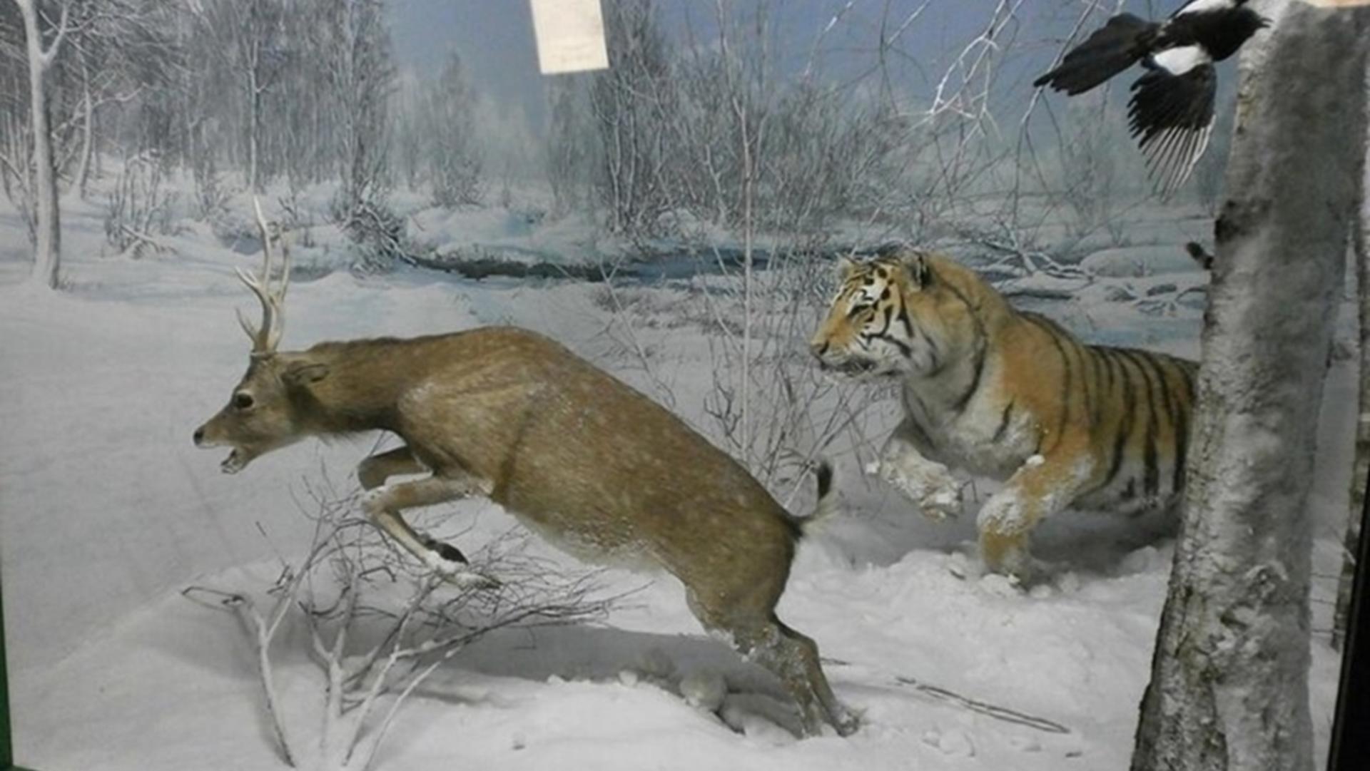 Natural History Museum ticket in Milan - Thumbnail 4