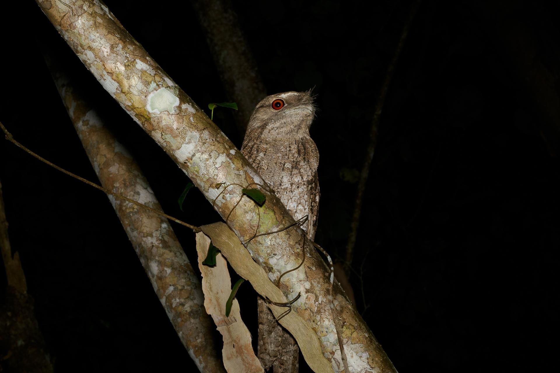 Night Walk Photography Tour at the Cairns Botanic Gardens  - Thumbnail 13