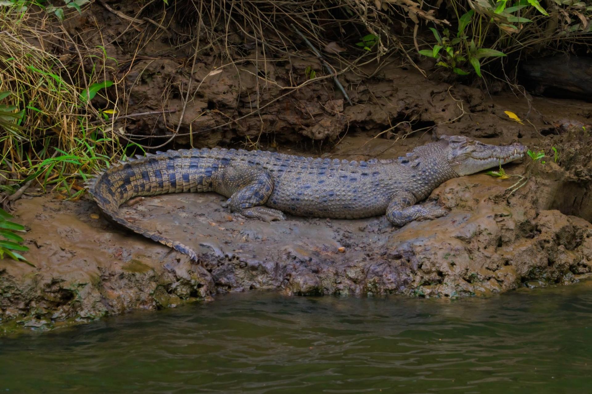 Daintree Rainforest & Mossman Gorge Day Tour from Cairns - Thumbnail 6