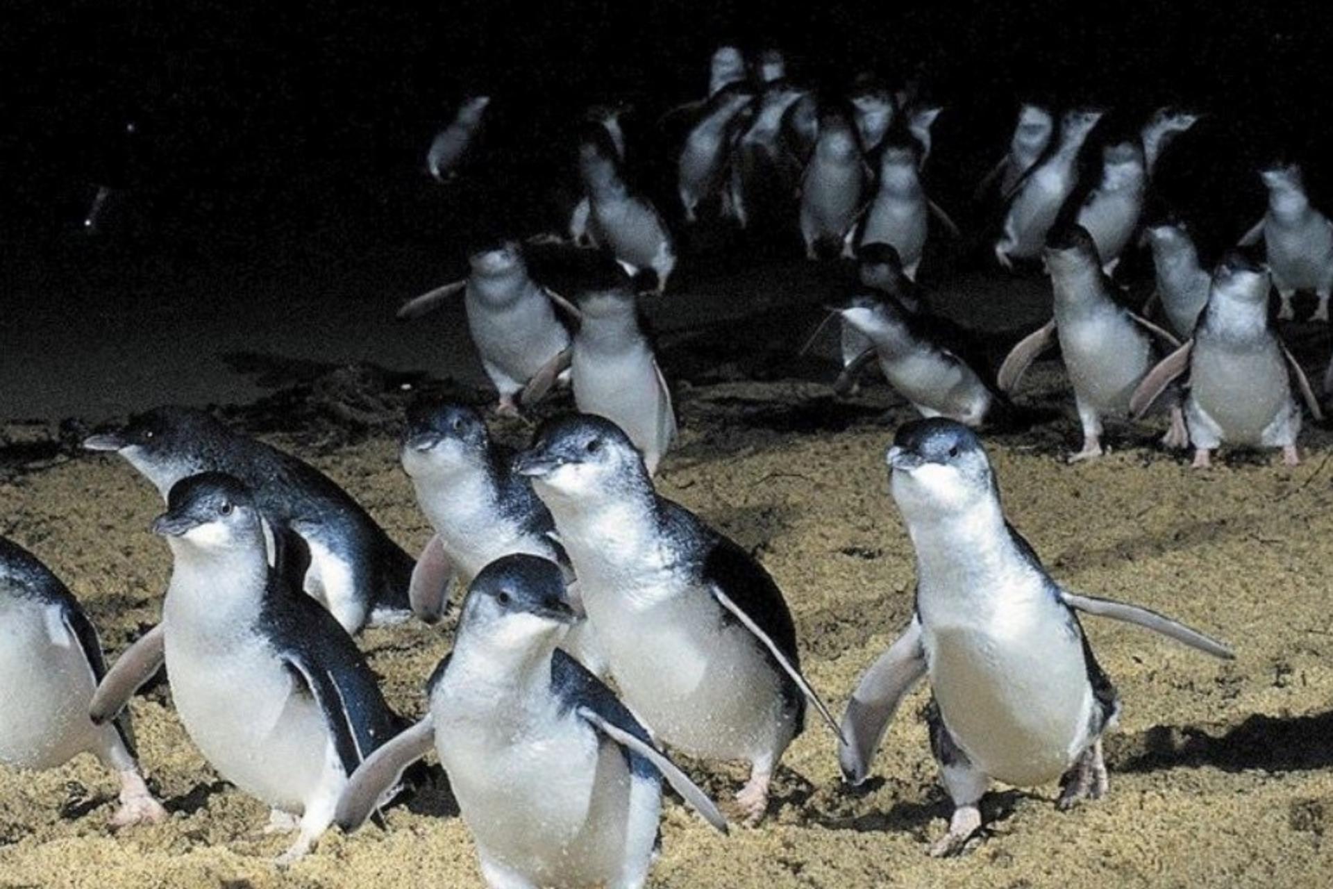 Melbourne Phillip Island Full-Day Private Penguin Parade Tour - Thumbnail 6