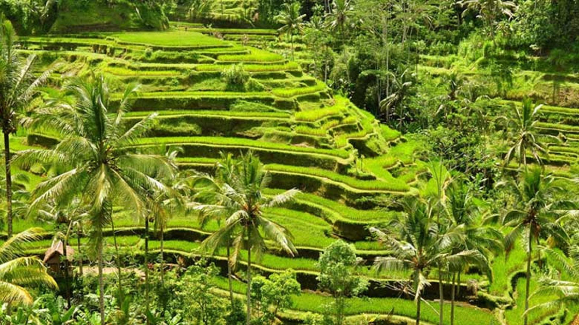 Cooking Class in Ubud with Visit to Monkey Forest and Rice Terrace - Thumbnail 3