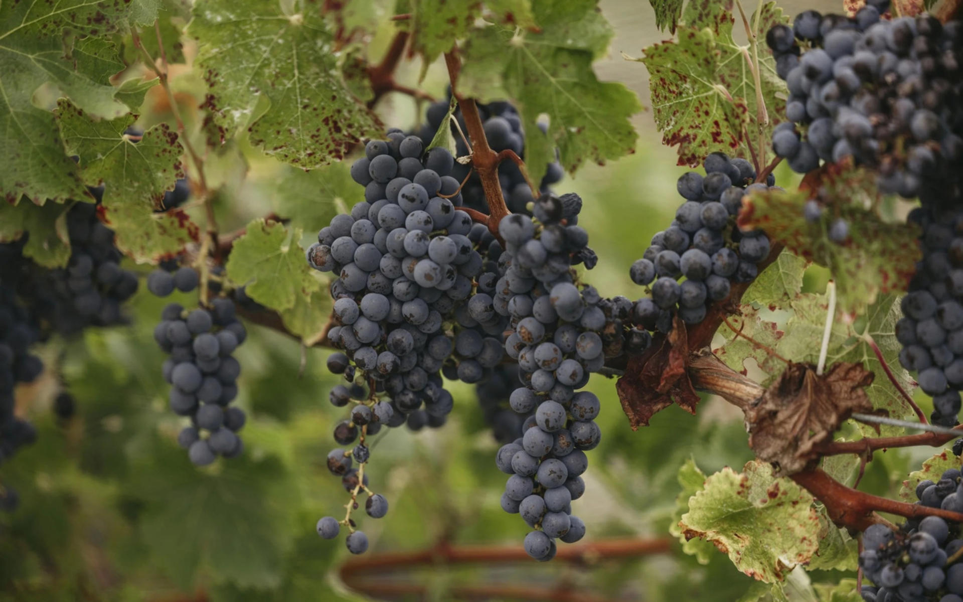 Margaret River Food, Wine & Coastal Highlights Tour - Thumbnail 6