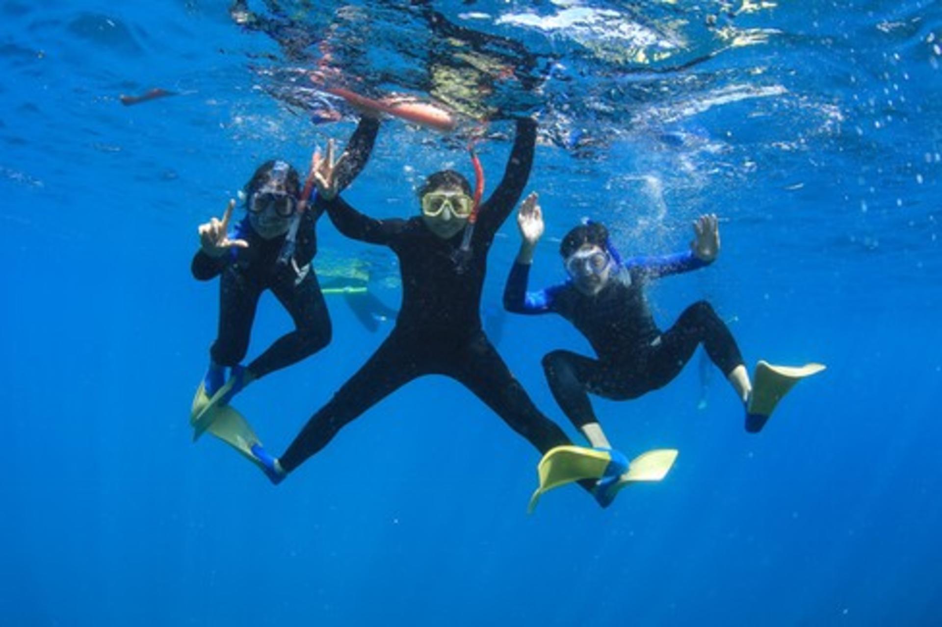Snorkel with Seals and Sea Dragons Mornington Peninsula - Thumbnail 11