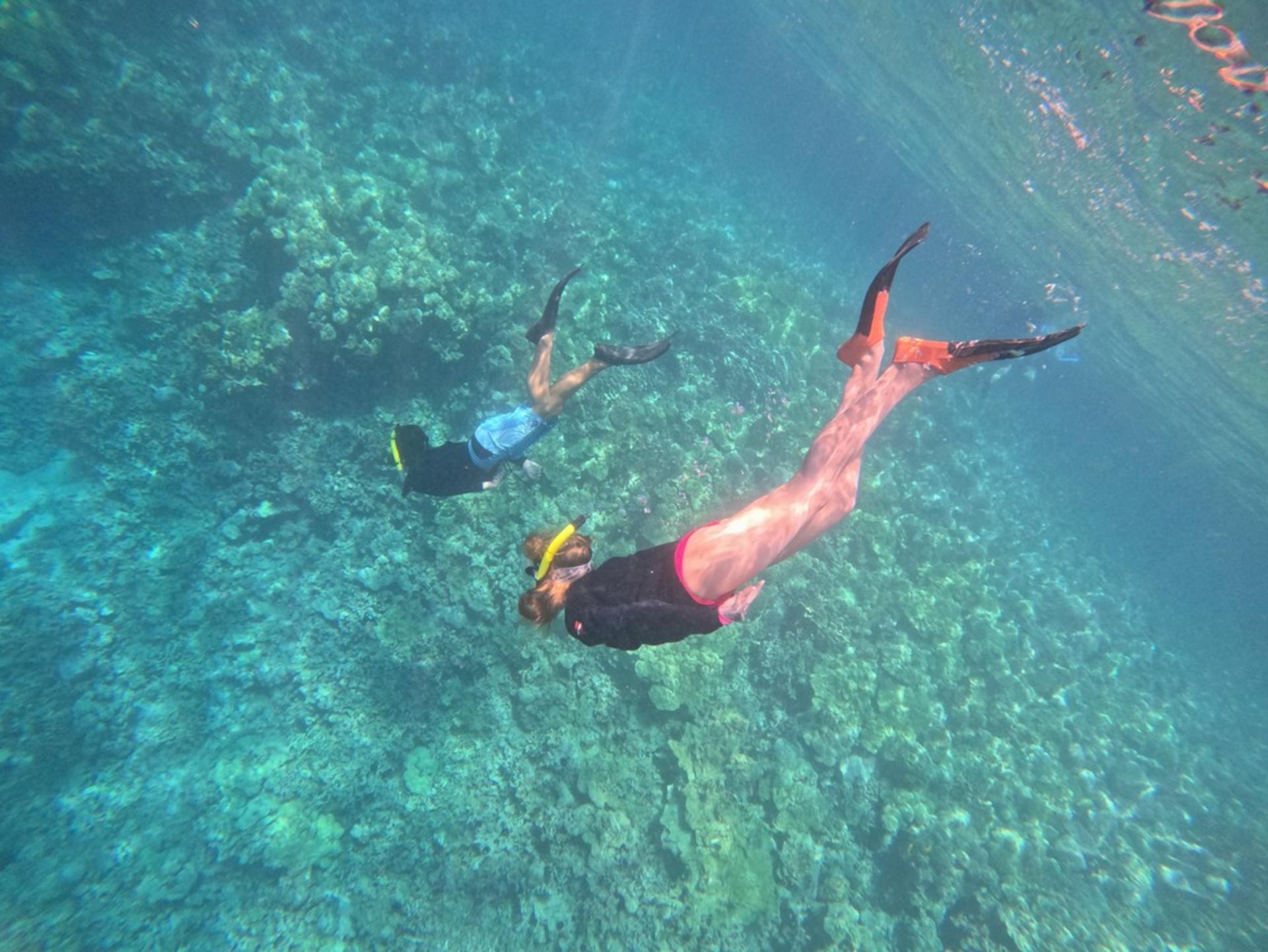 Captain Cook Monument Dolphin Watch in Kealakekua Bay - Thumbnail 2
