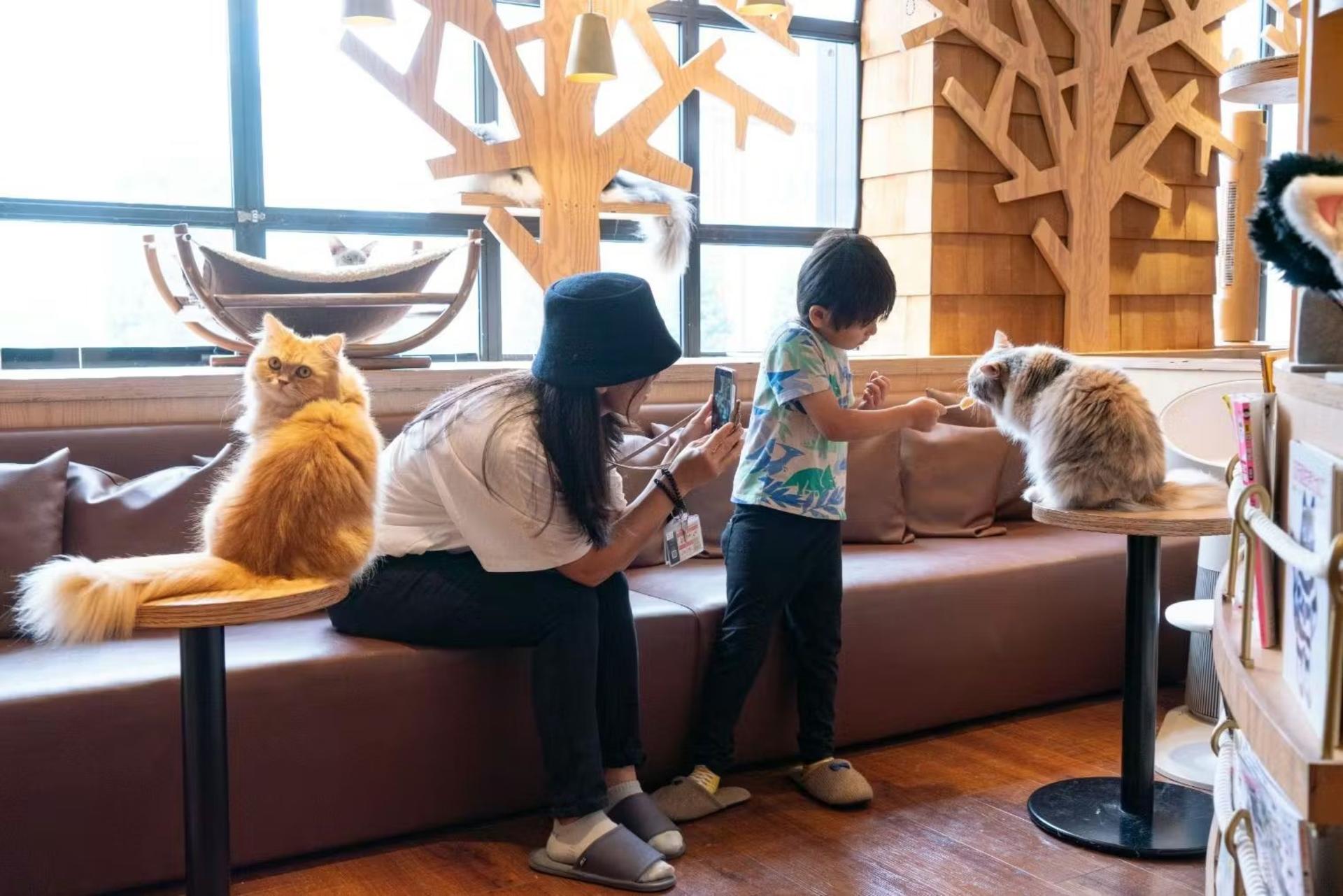 Cat Cafe MOCHA  (Ikebukuro Main Store) - Thumbnail 3