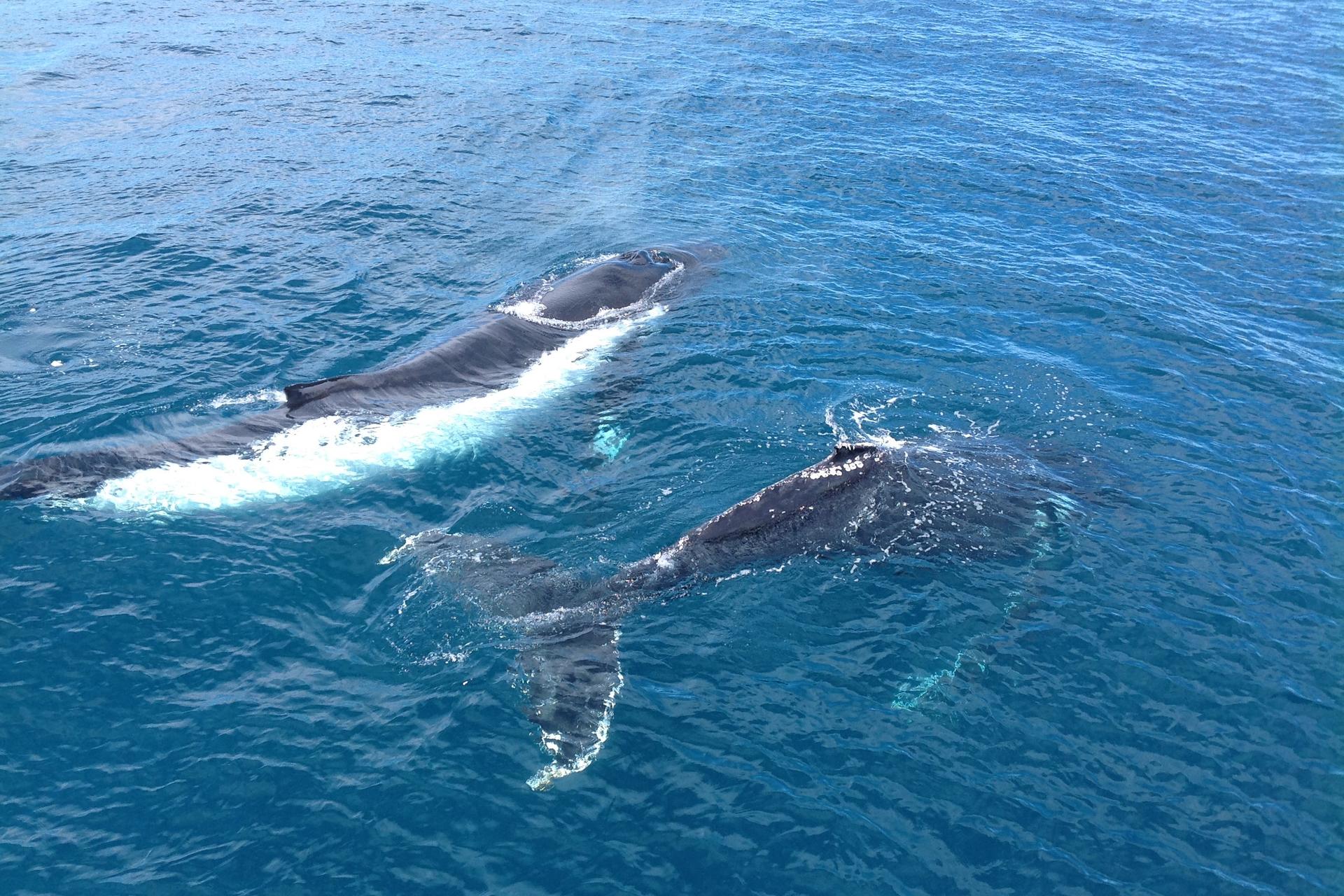 Whale Watching Tours from Perth & Margaret River - Thumbnail 18