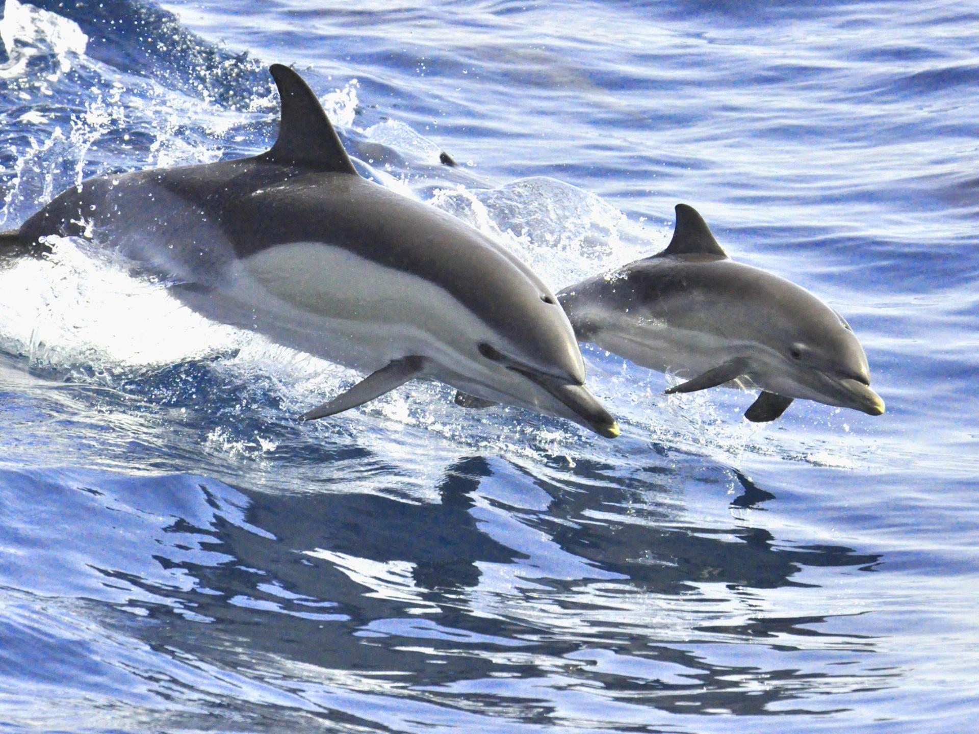 Whale and dolphin watch experience in Costa Adeje - Image 1