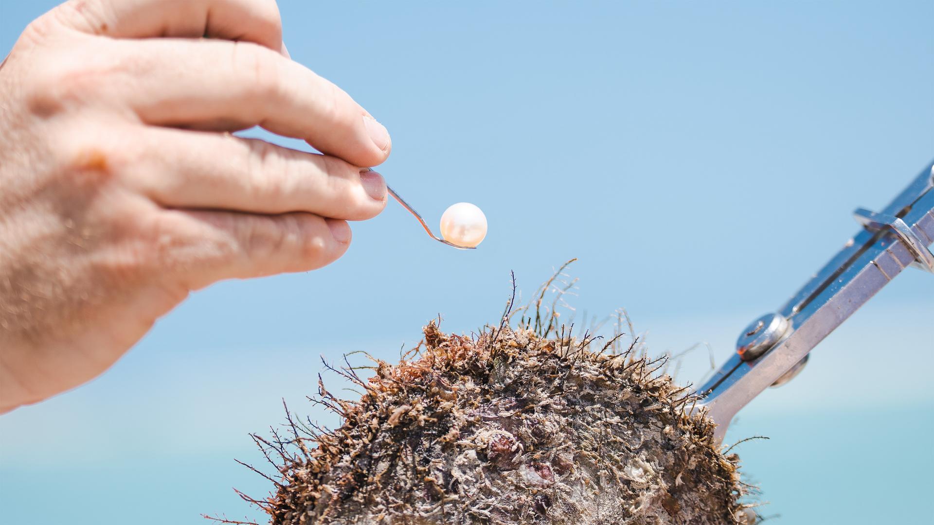 Private Harvest Your Own Pearl Experience in Perth - Thumbnail 9
