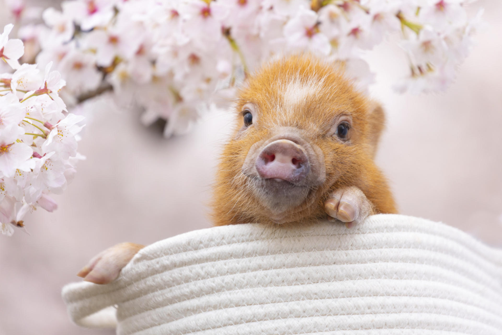 Micro Pig Cafe Experience in Kyoto - Thumbnail 2