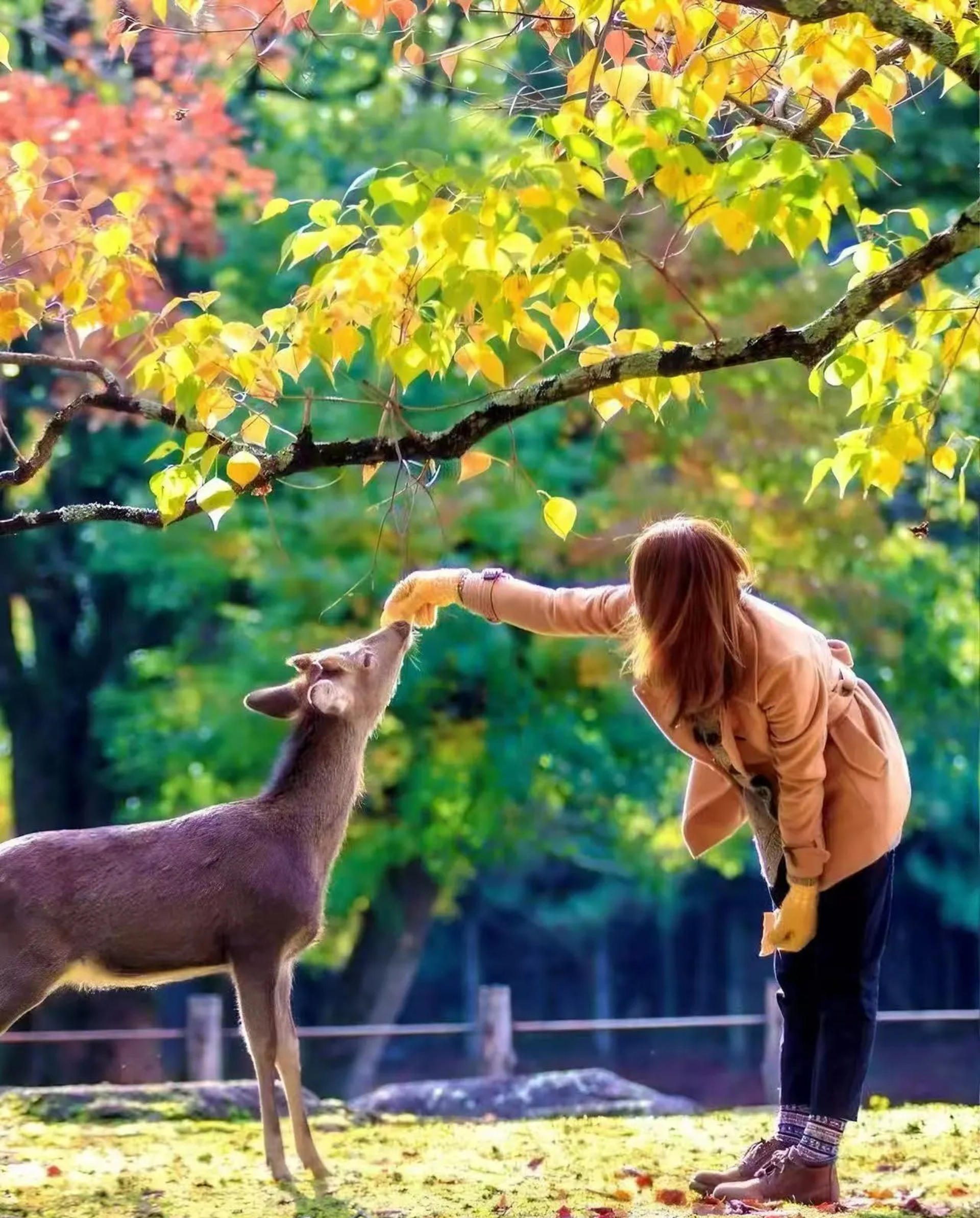 9-person Small Group Tour | Nara Park・Fushimi Inari-taisha・Arashiyama Moonlit Road One-Day Tour | Osaka Departure with Optional Hotel Pick-up and Drop-off - Thumbnail 8