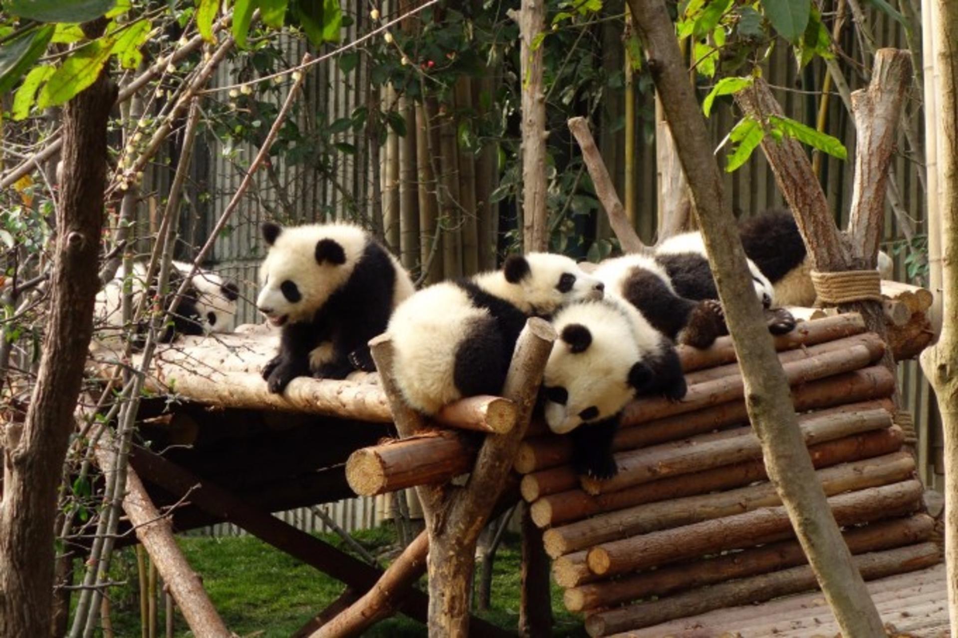 [Meet Xiang Xiang] Sichuan Bifengxia Panda Base & Huanglongxi Private Day Tour - Thumbnail 3