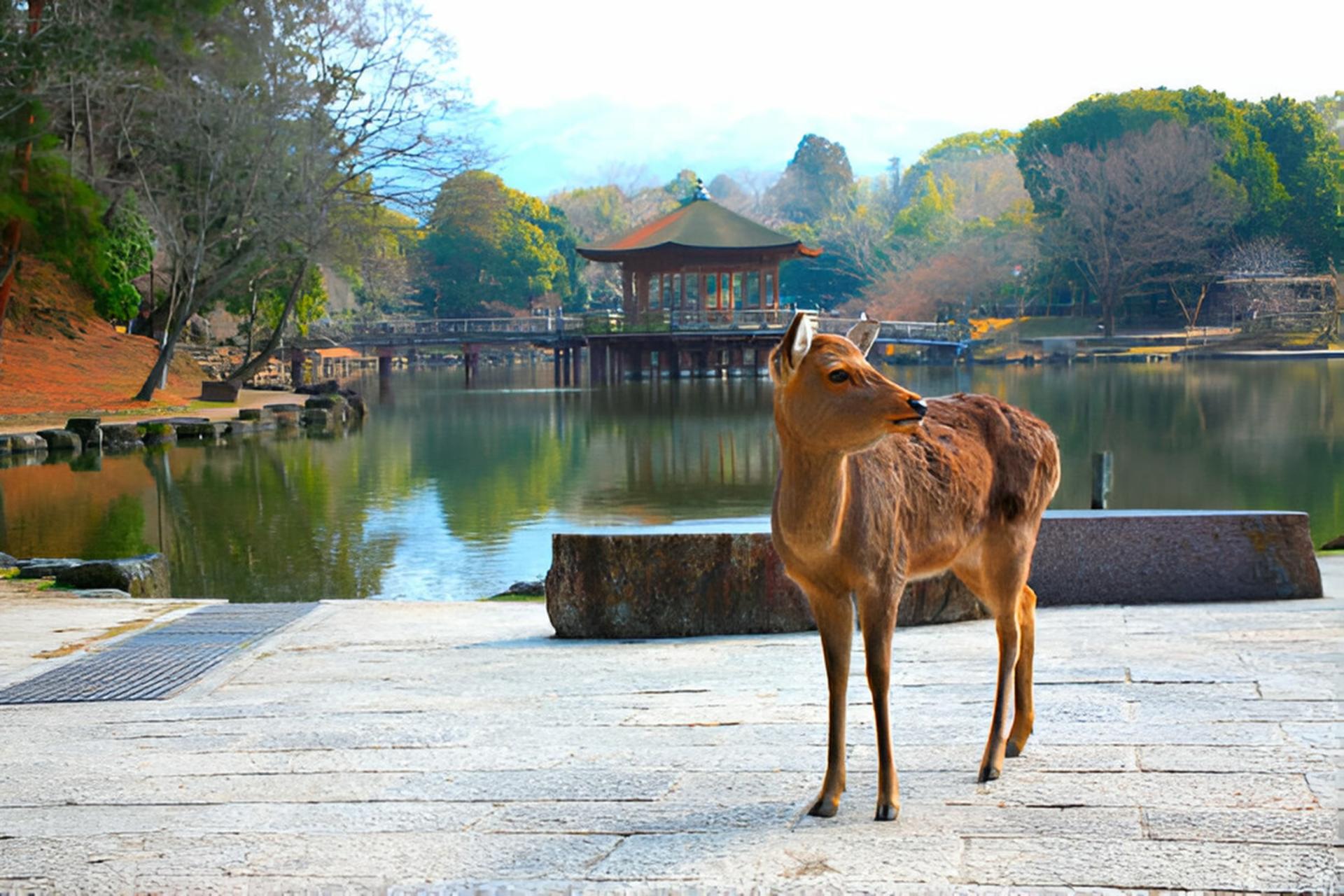Kyoto and Nara Private Day Trip (Departure from Osaka/Kyoto) - Thumbnail 6