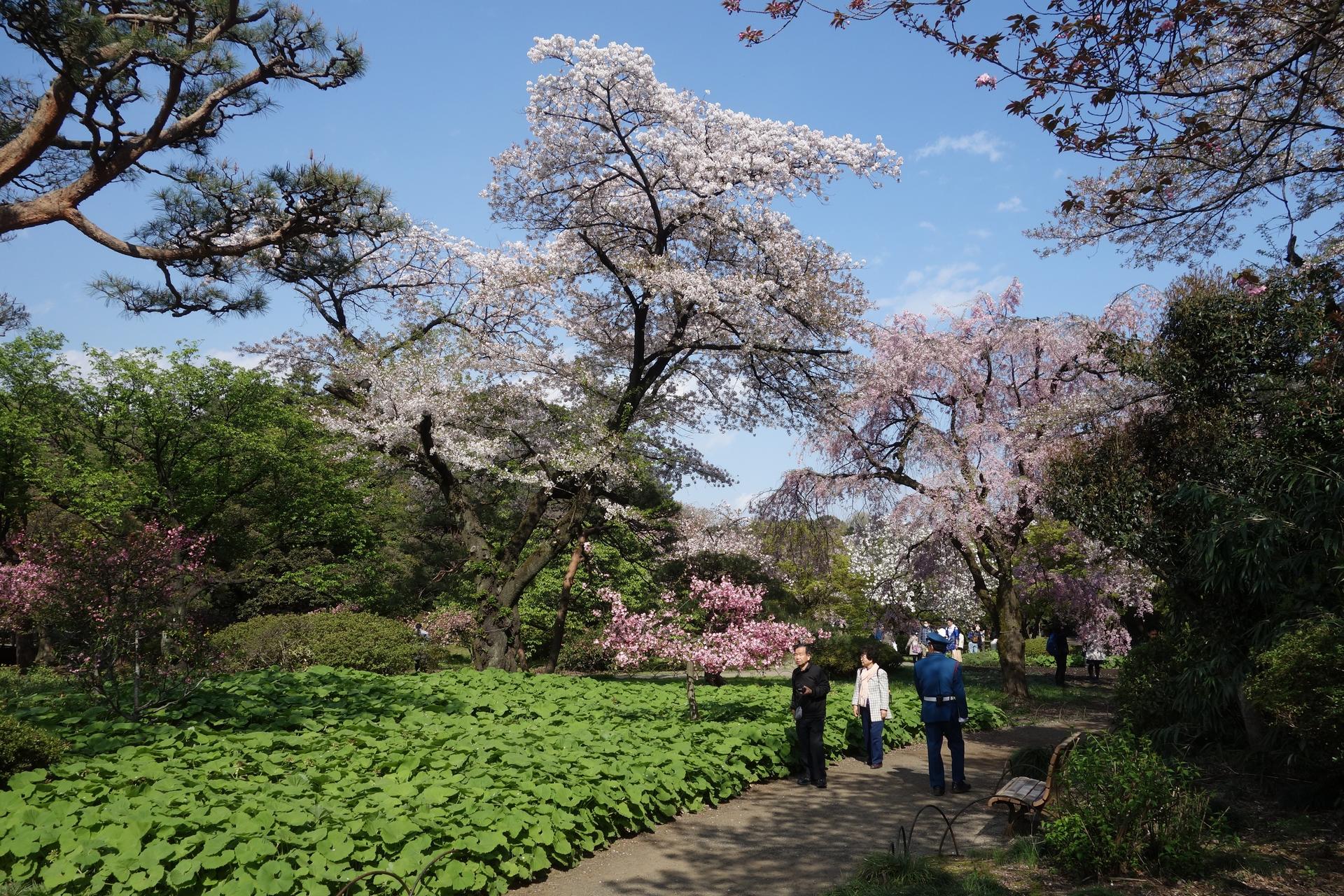 Shinjuku Gyoen National Garden - 2 Hours Walking Tour - Thumbnail 2