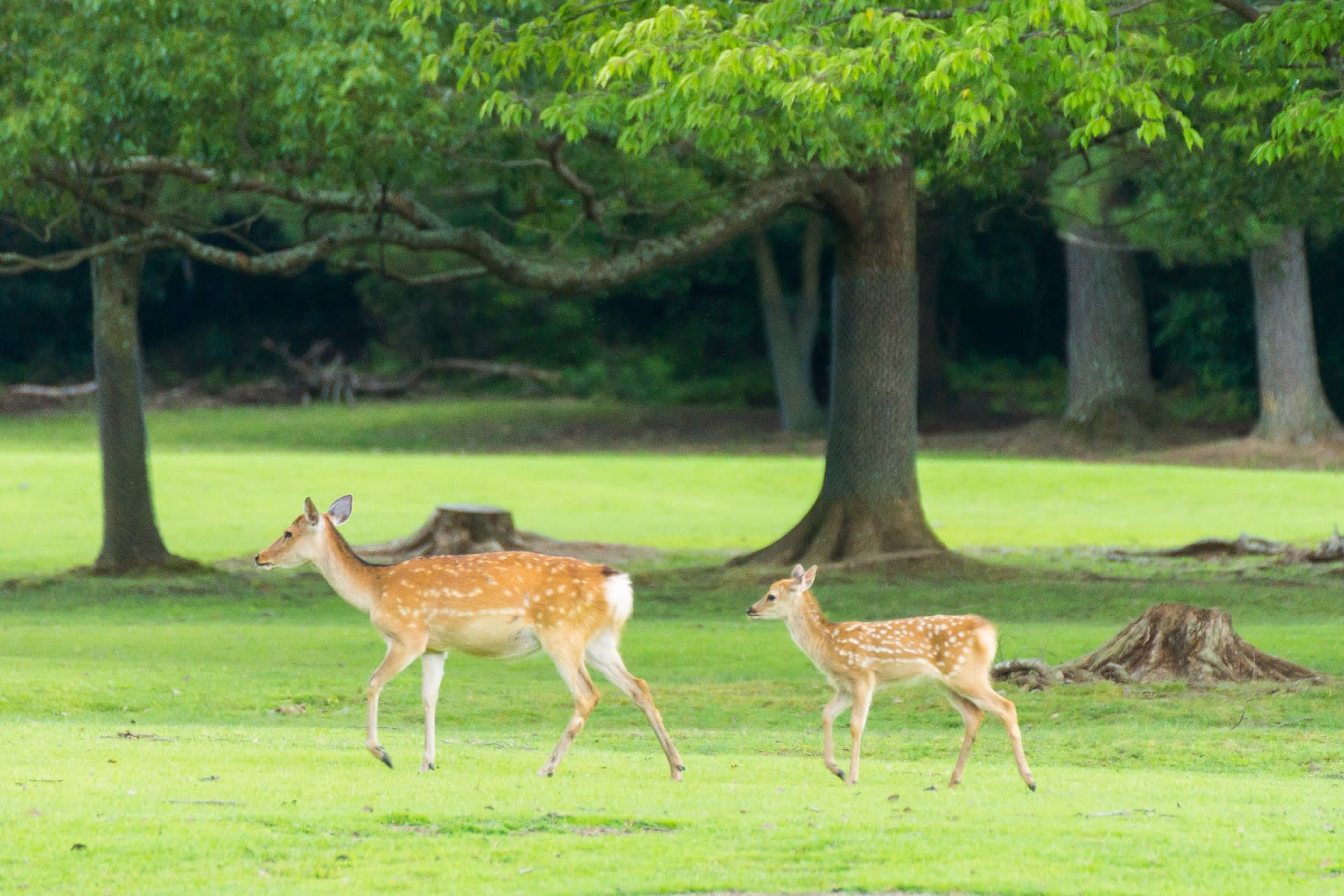 【Kyoto & Nara Historical and Cultural Scenic Day Tour】Arashiyama Scenic Railway & Fushimi Inari-taisha Shrine Senbon Torii & Nara Park & Togetsukyo Bridge & Bamboo Grove Path & Kimono Forest (Departing from Osaka or Kyoto) - Thumbnail 26