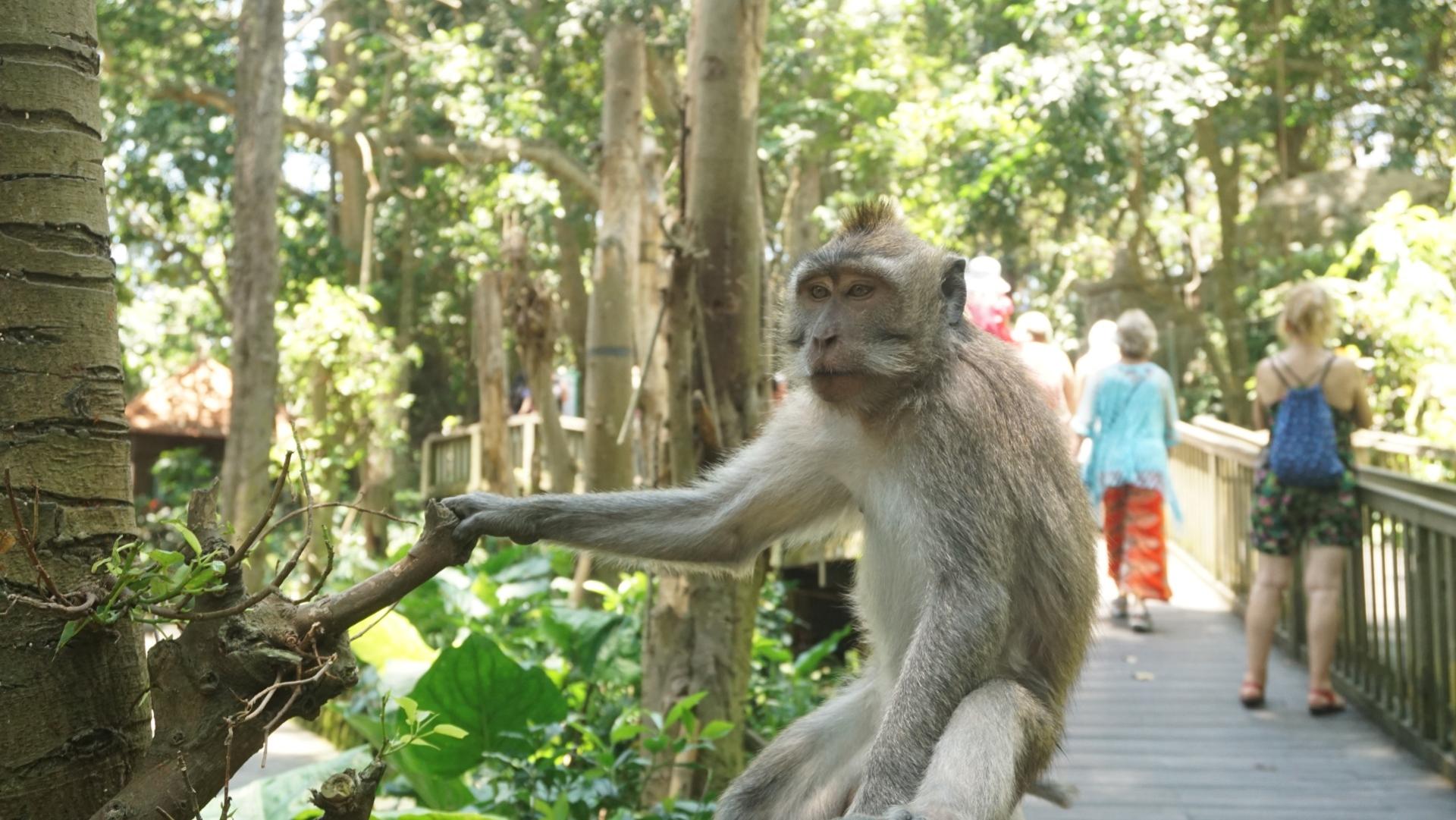 Ubud Monkey Forest and Tegalalang Private Trip - Thumbnail 3