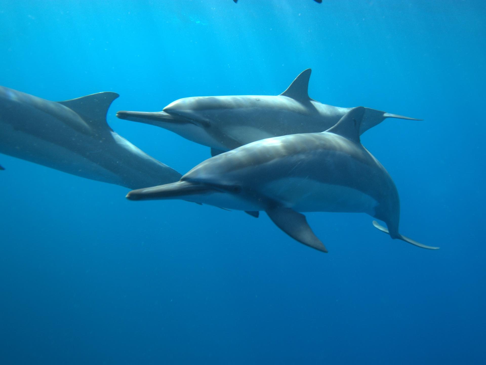 Hawaii: Dolphin Watch and Double-Reef Snorkel Tour - Thumbnail 3