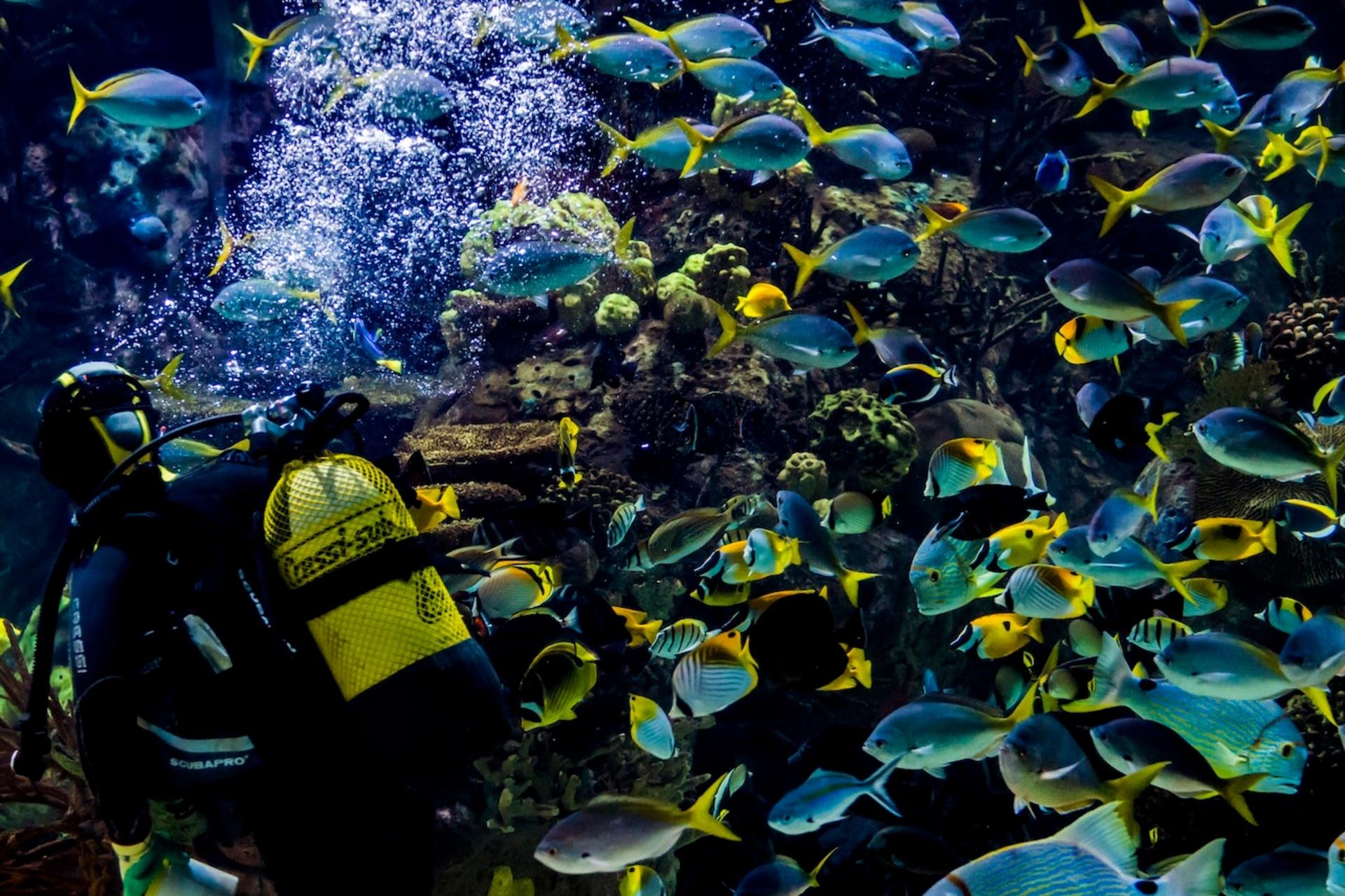 Oceanografic Aquarium Admission in Valencia - Thumbnail 5