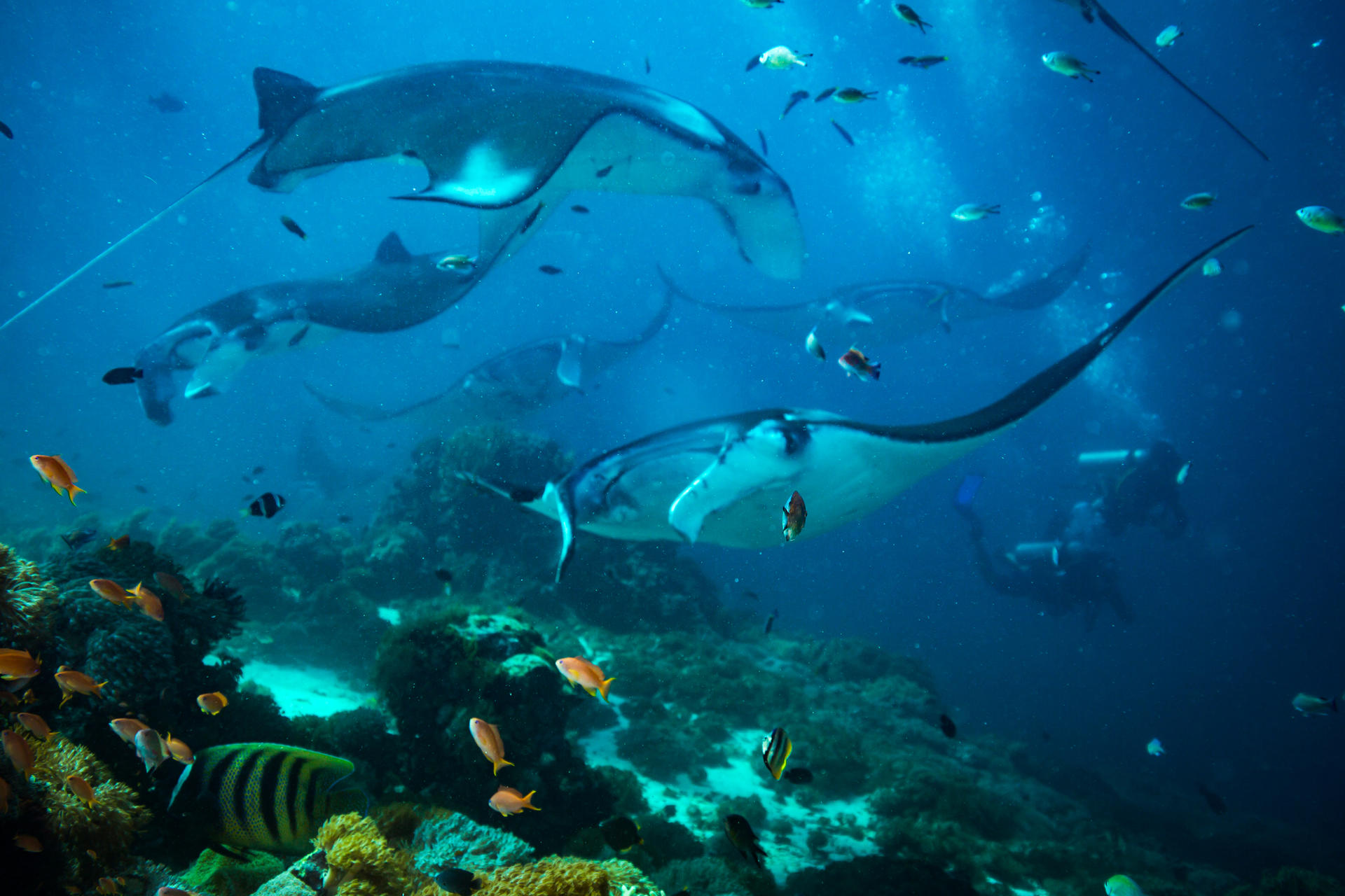 Scuba Diving Experience in Komodo National Park with Maika Diving - Thumbnail 9