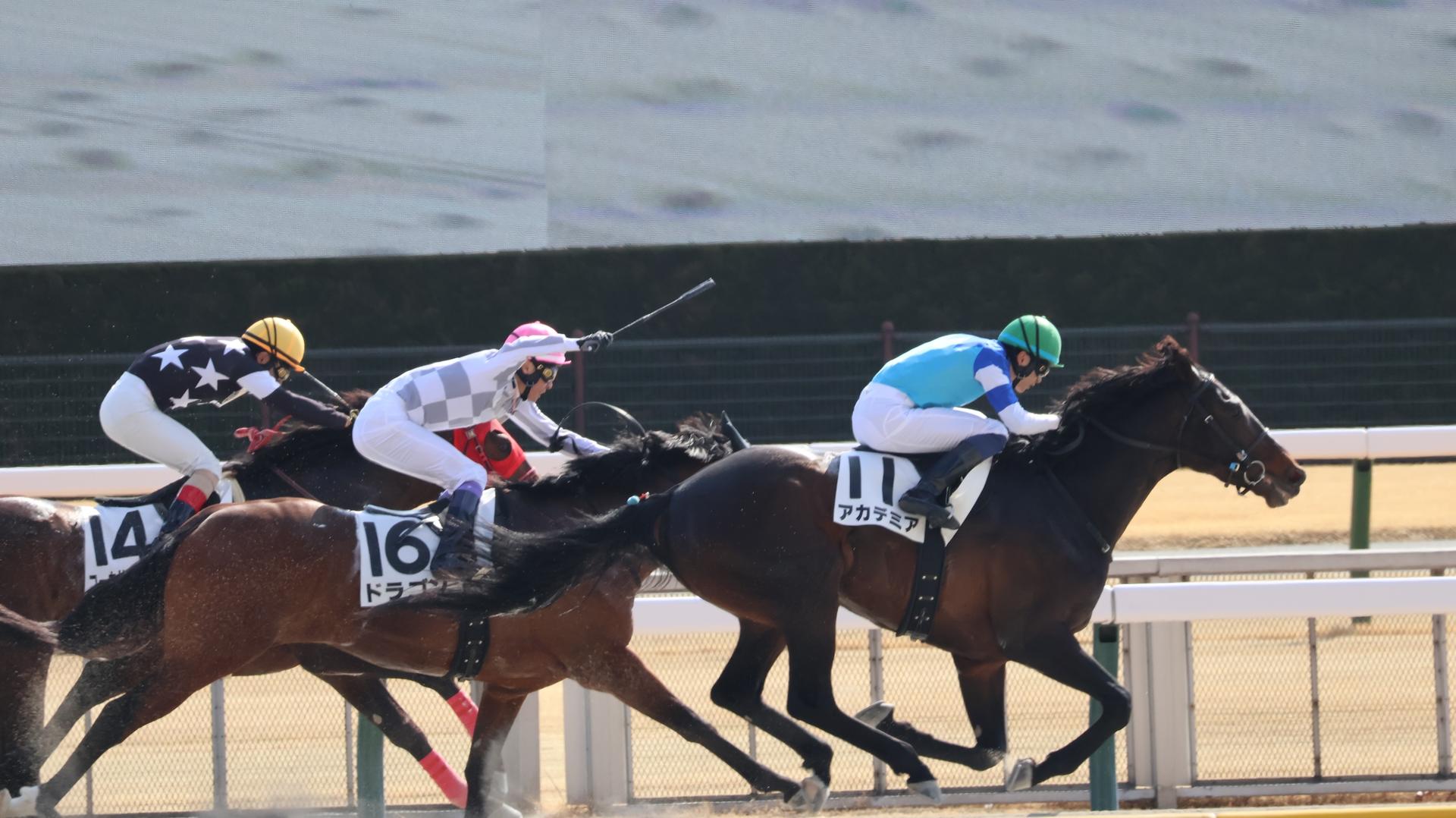 Tokyo Horse Racing Experience with Local Fan - Thumbnail 19