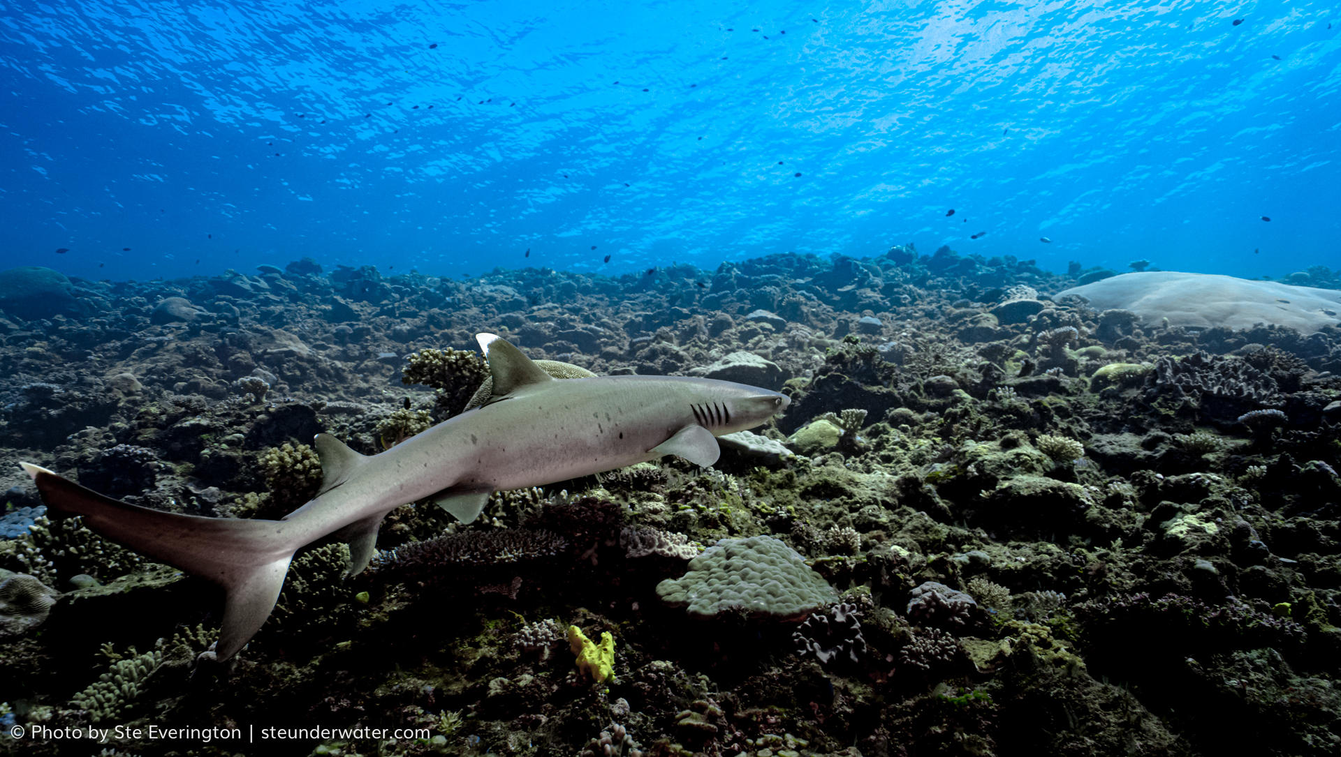 Fiji Shark Dive Extravaganza: Explore 'The Supermarket' Vibrant Reef - Thumbnail 6