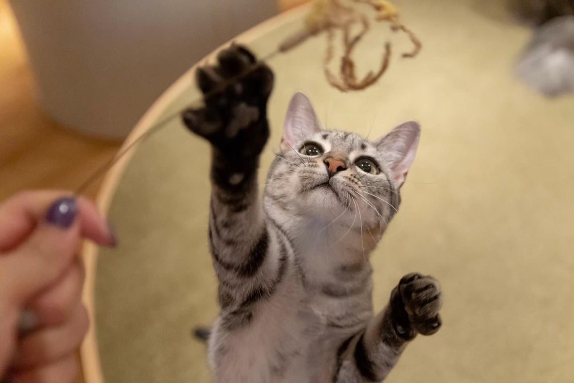 Cat Cafe MOCHA in Shinjuku - Thumbnail 3