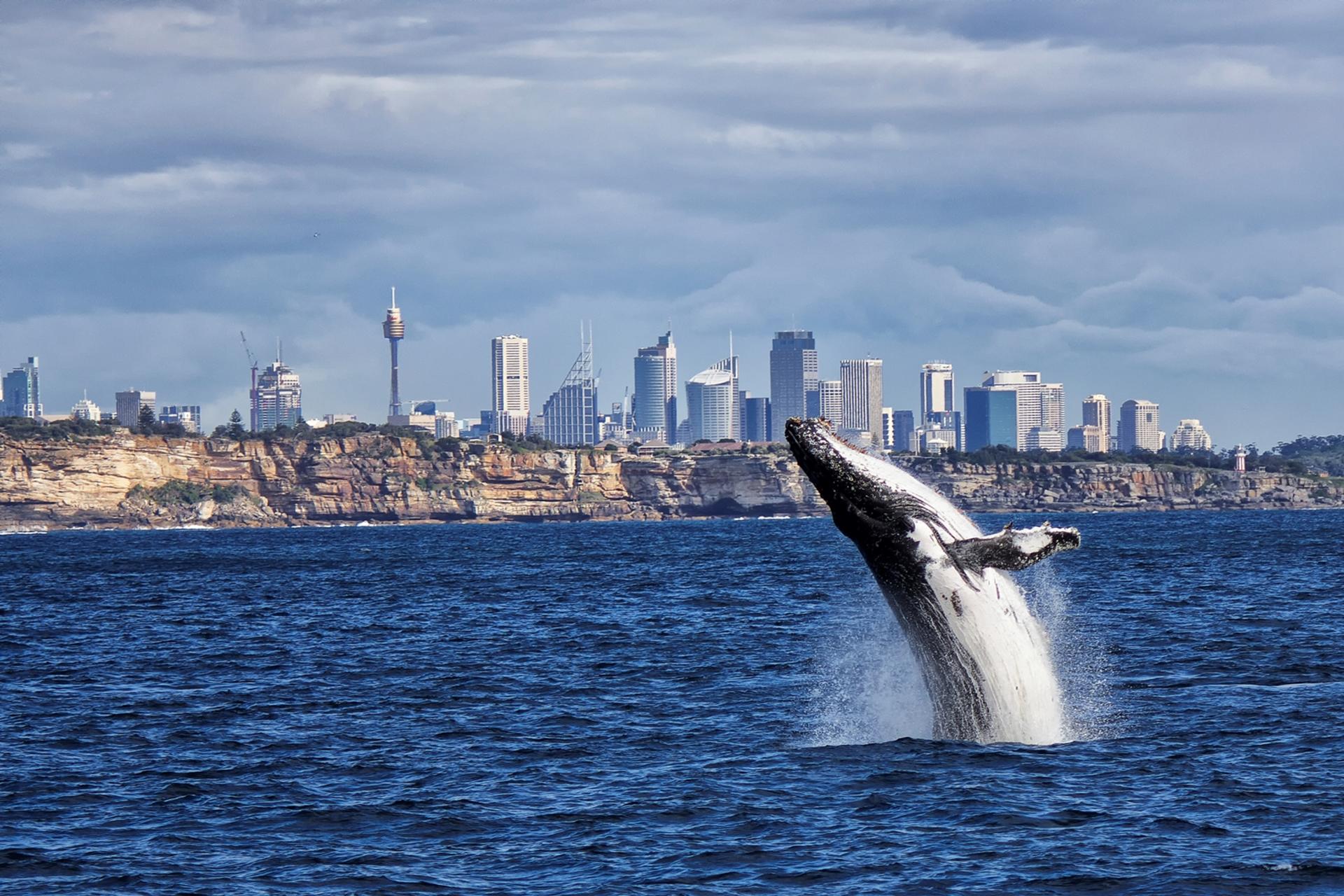 Sydney Whale Watching Cruise with Breakfast or Lunch