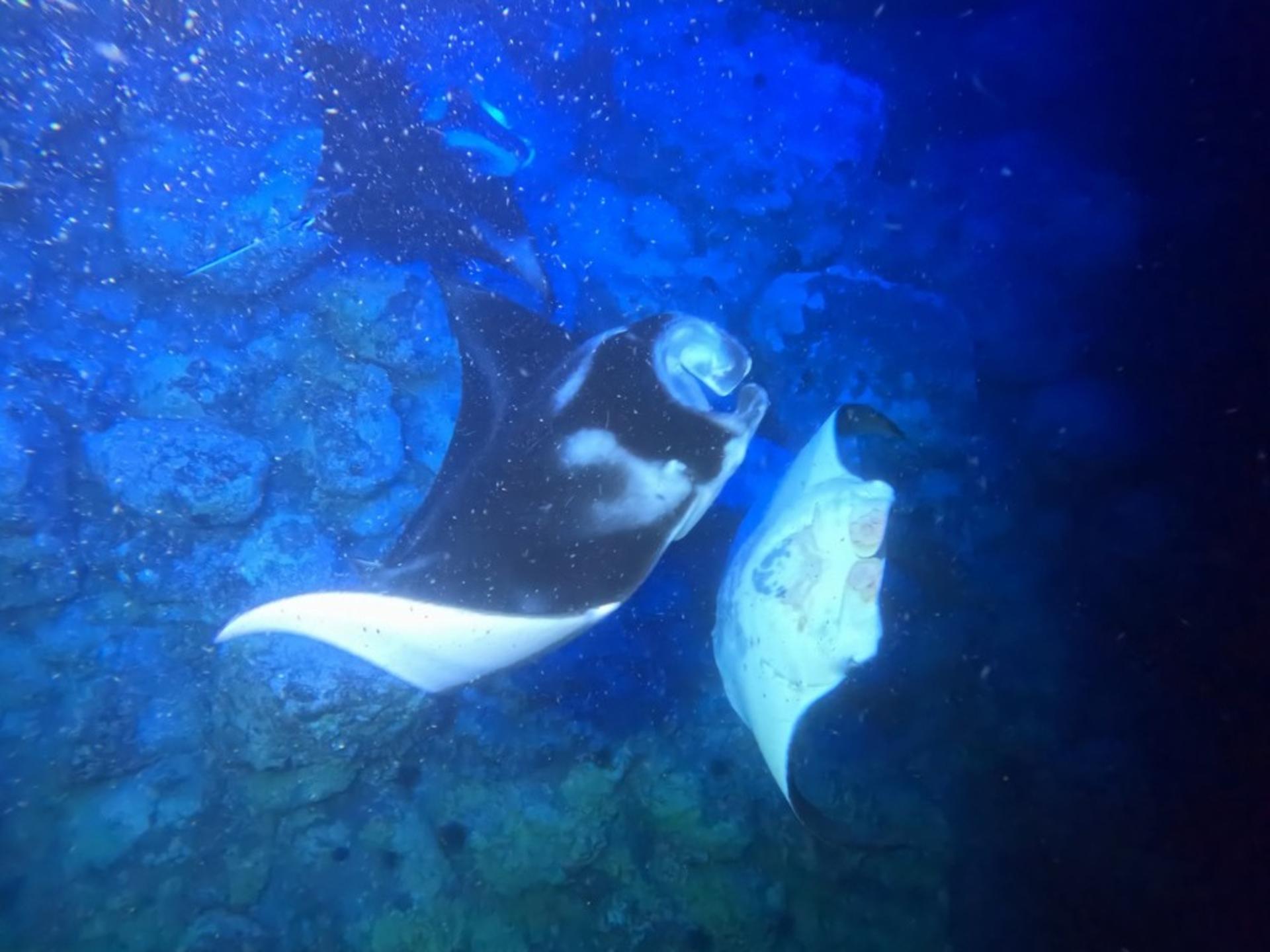 Manta Ray Night Snorkeling in Big Island - Thumbnail 4
