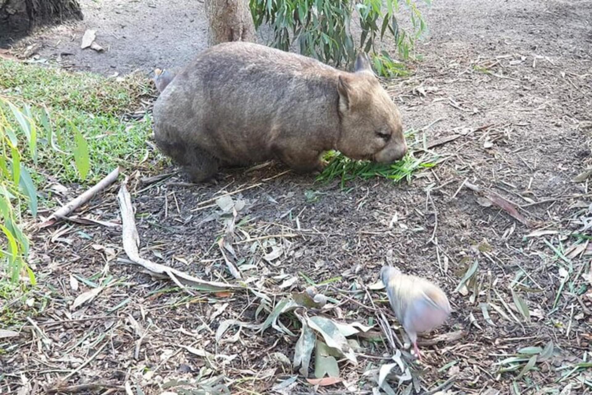 Melbourne Puffing Billy & Healesville Sanctuary Private Tour - Thumbnail 12
